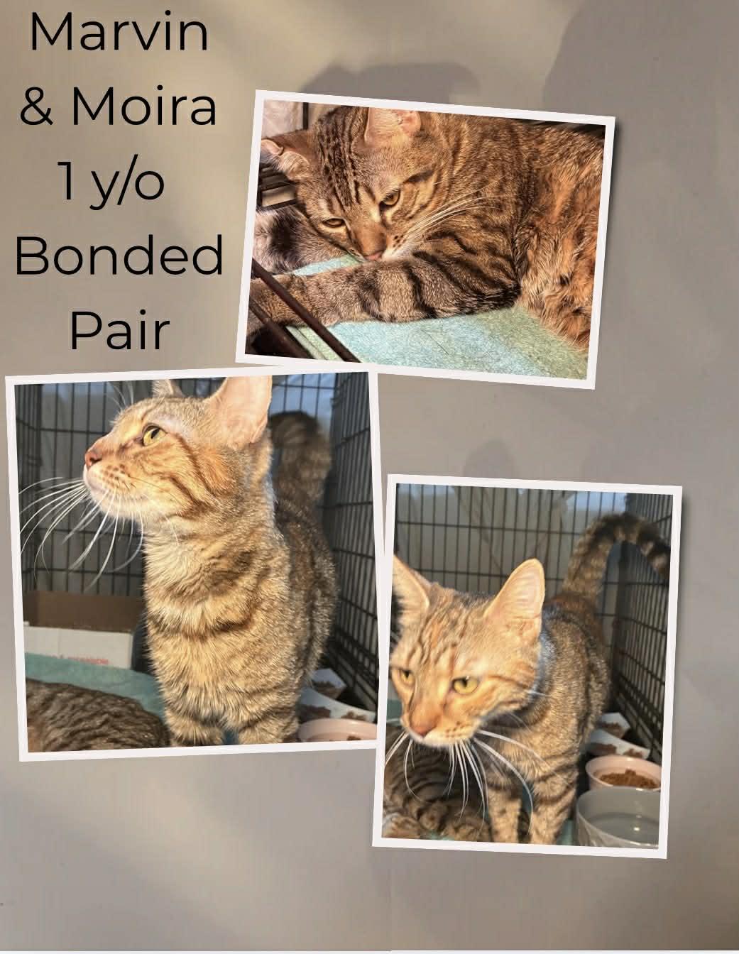 Marvin & Maoie, ADOPTABLE, Adult Female Domestic Short Hair & Bengal.