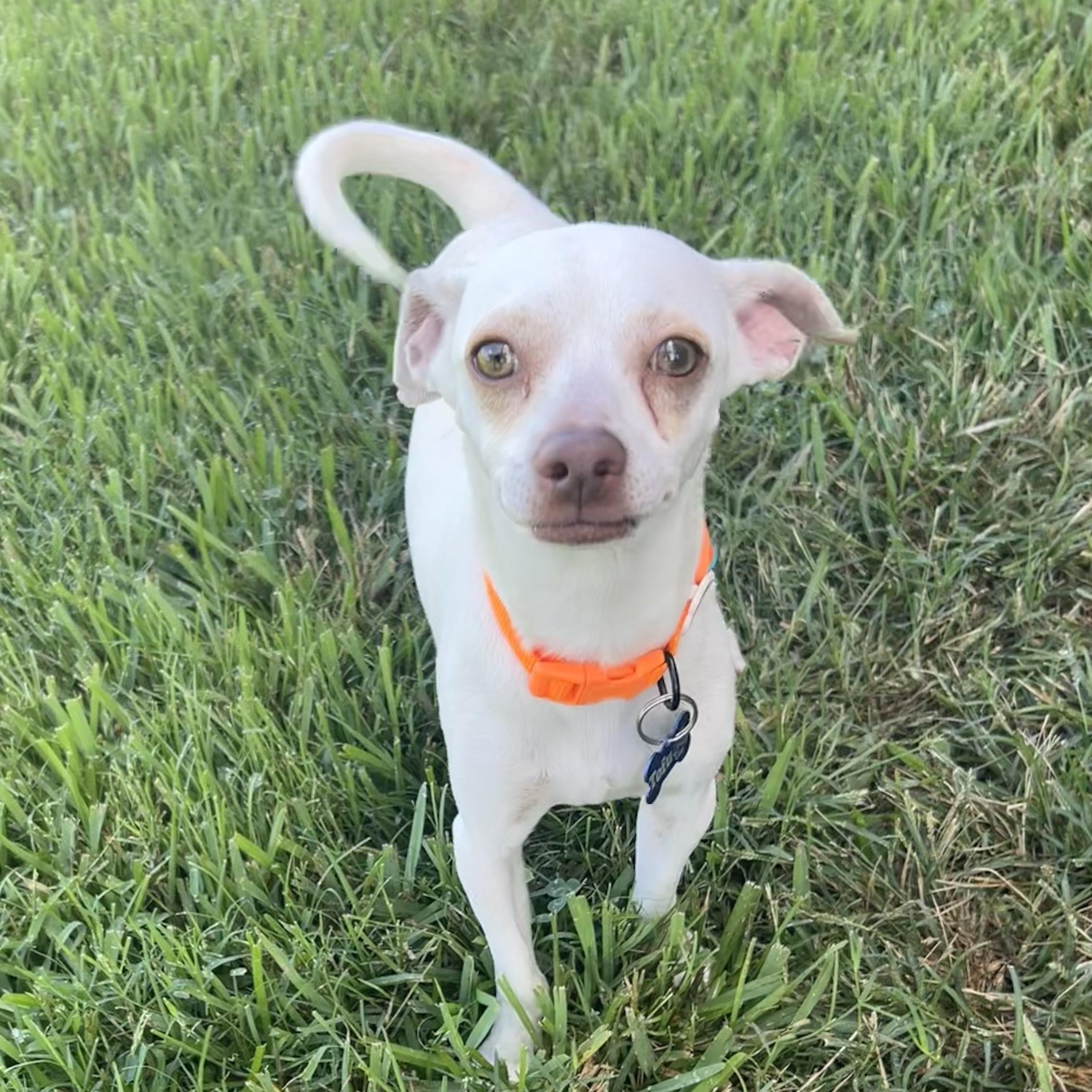 Tofu, Adopted, Young Male Chihuahua.