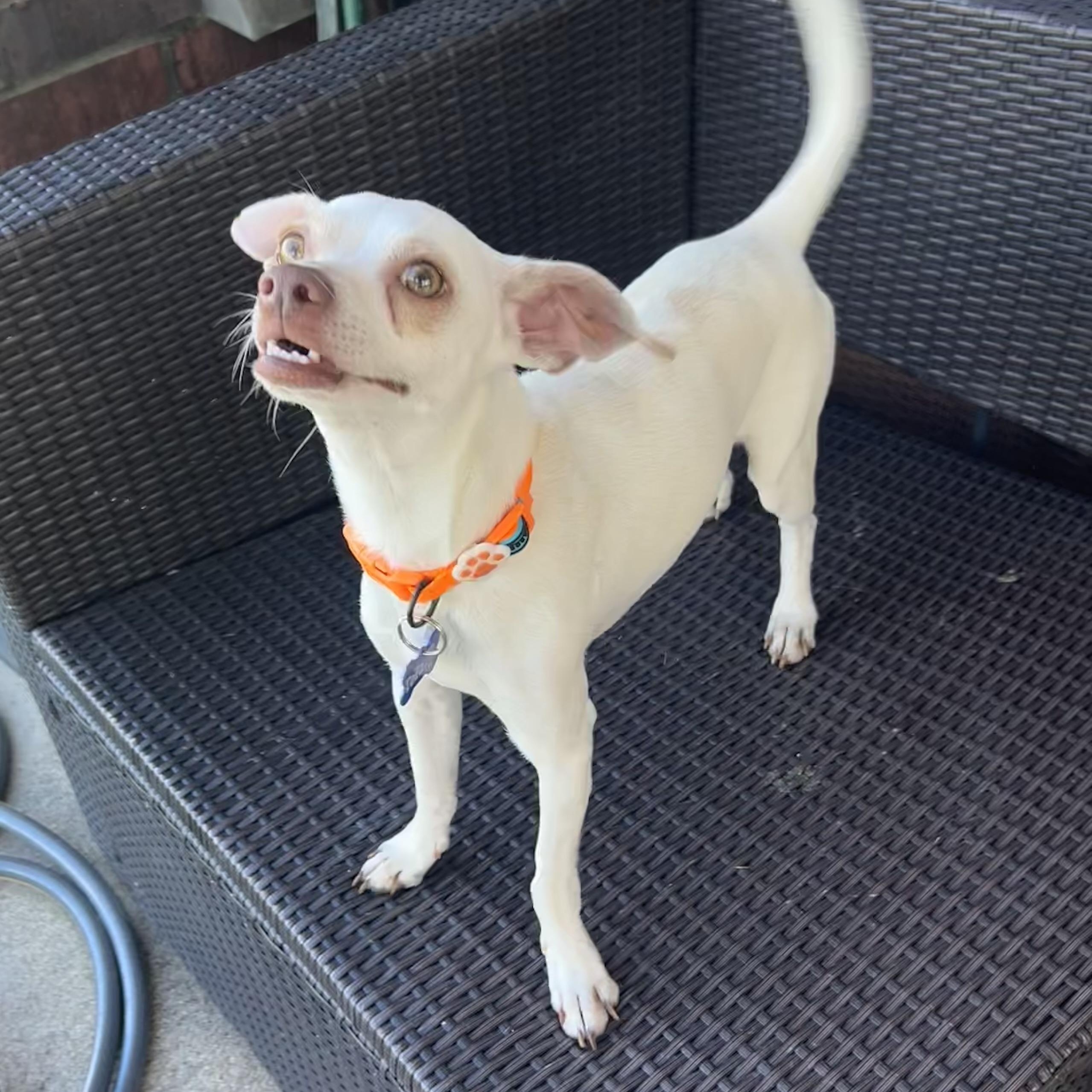 Enlarge Tofu, a Adopted mixed breed in Ames, IA image 2/5