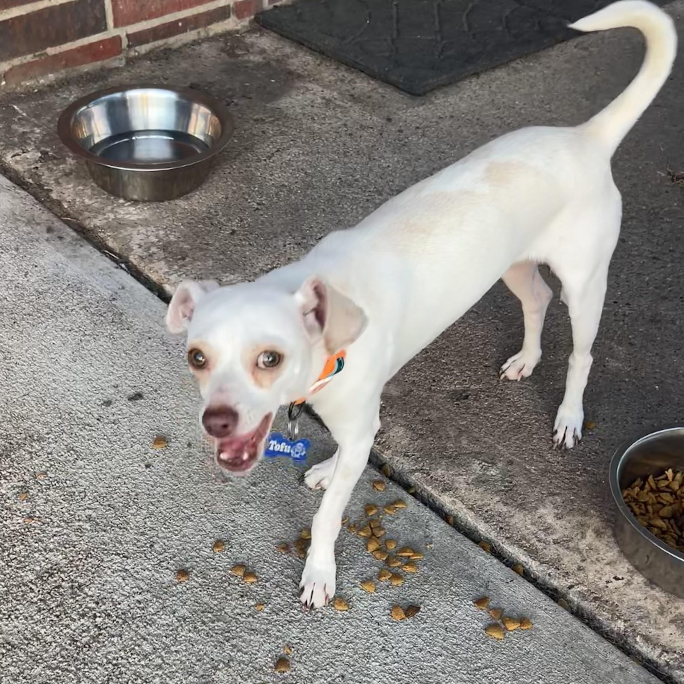 Enlarge Tofu, a Adopted mixed breed in Ames, IA image 4/5