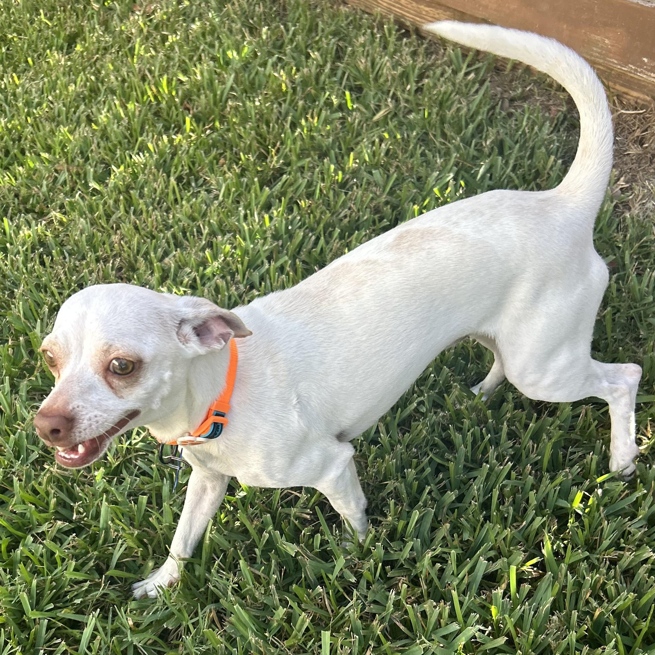 Enlarge Tofu, a Adopted mixed breed in Ames, IA image 5/5