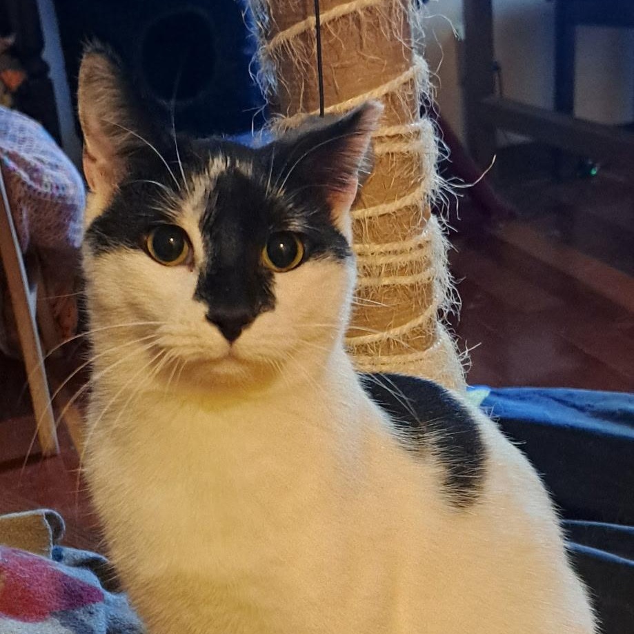 Oreo, Adoptable, Young Male Domestic Medium Hair.