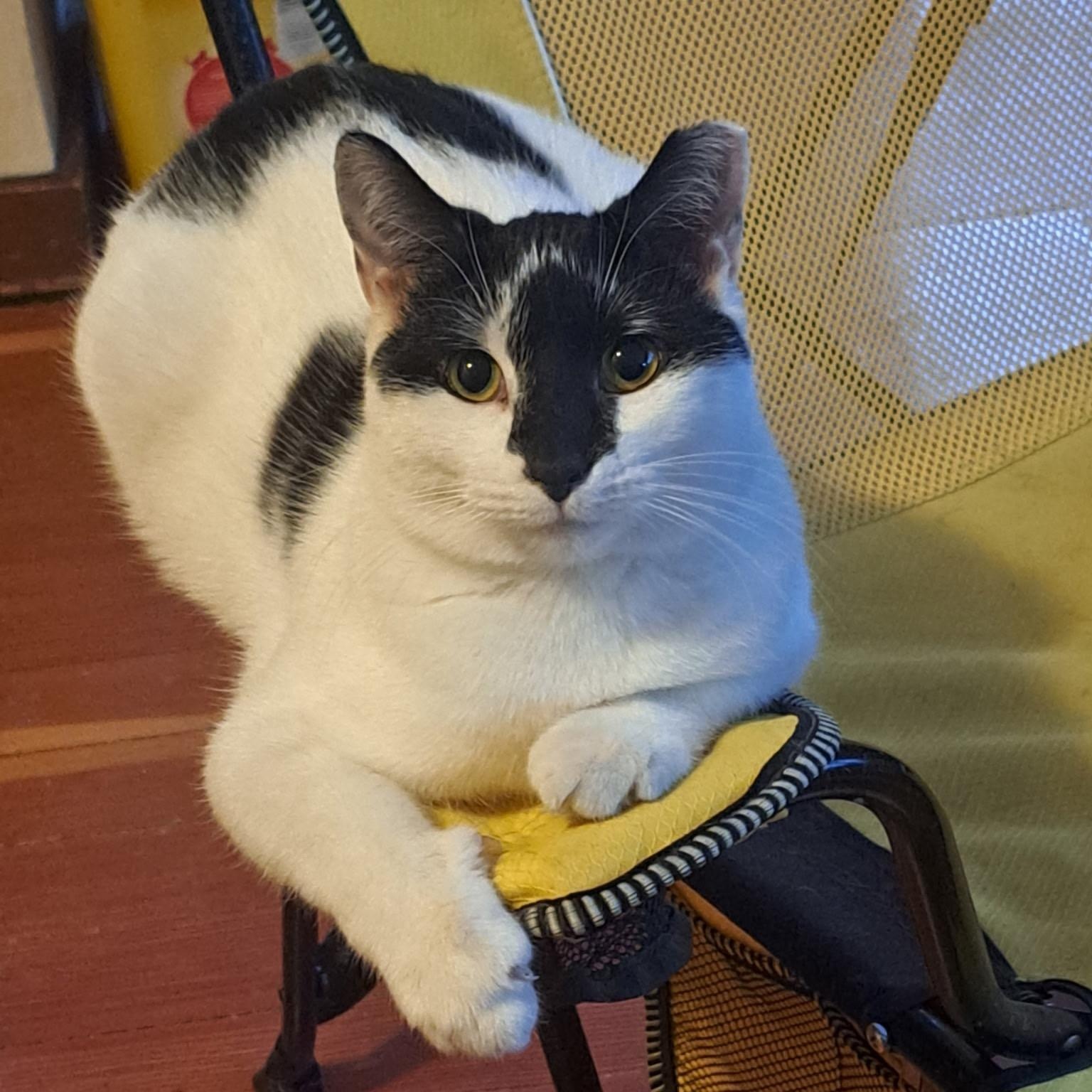 Oreo, a Adoptable Domestic Medium Hair in Menasha, WI image 2/4
