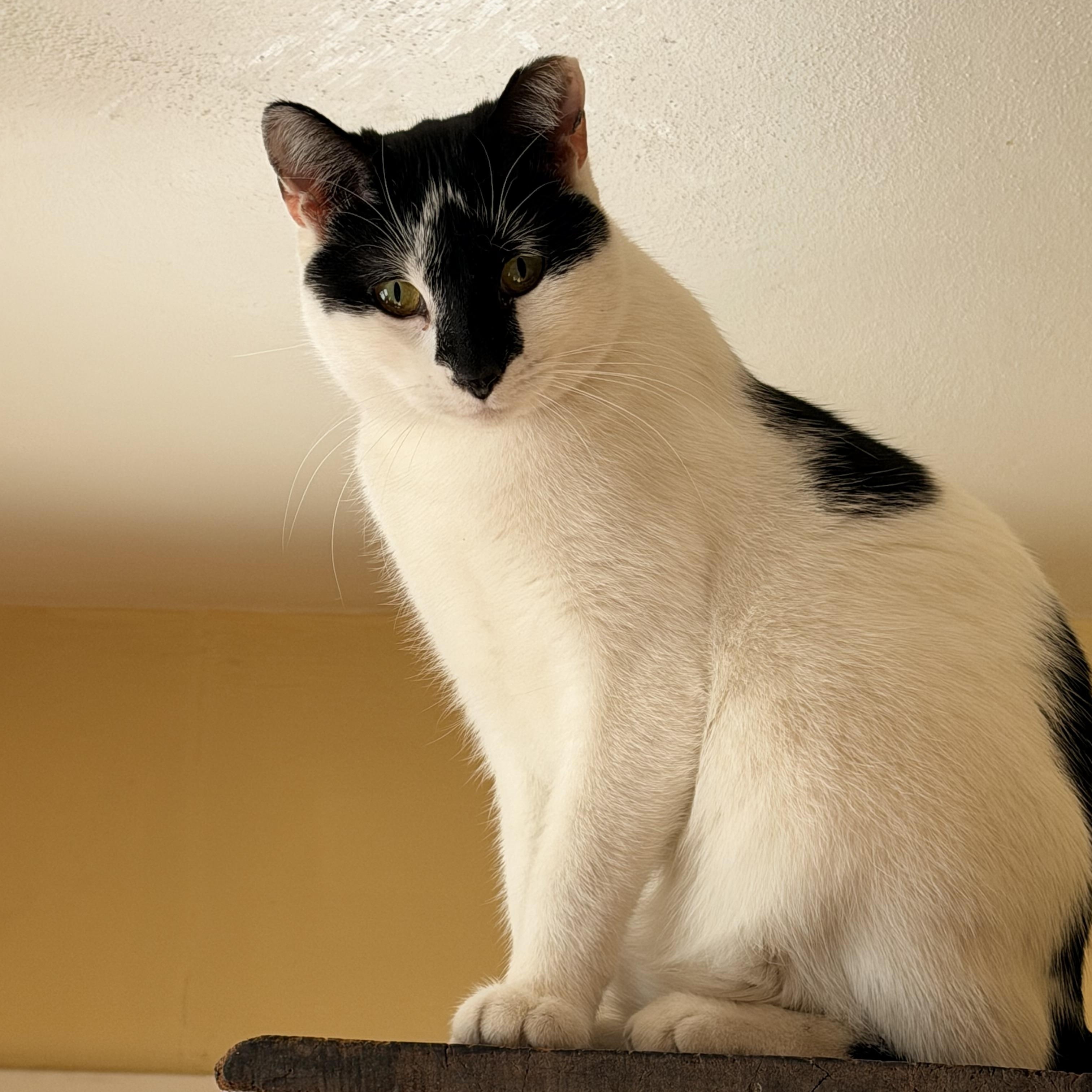 Oreo, a Adoptable Domestic Medium Hair in Menasha, WI image 4/4