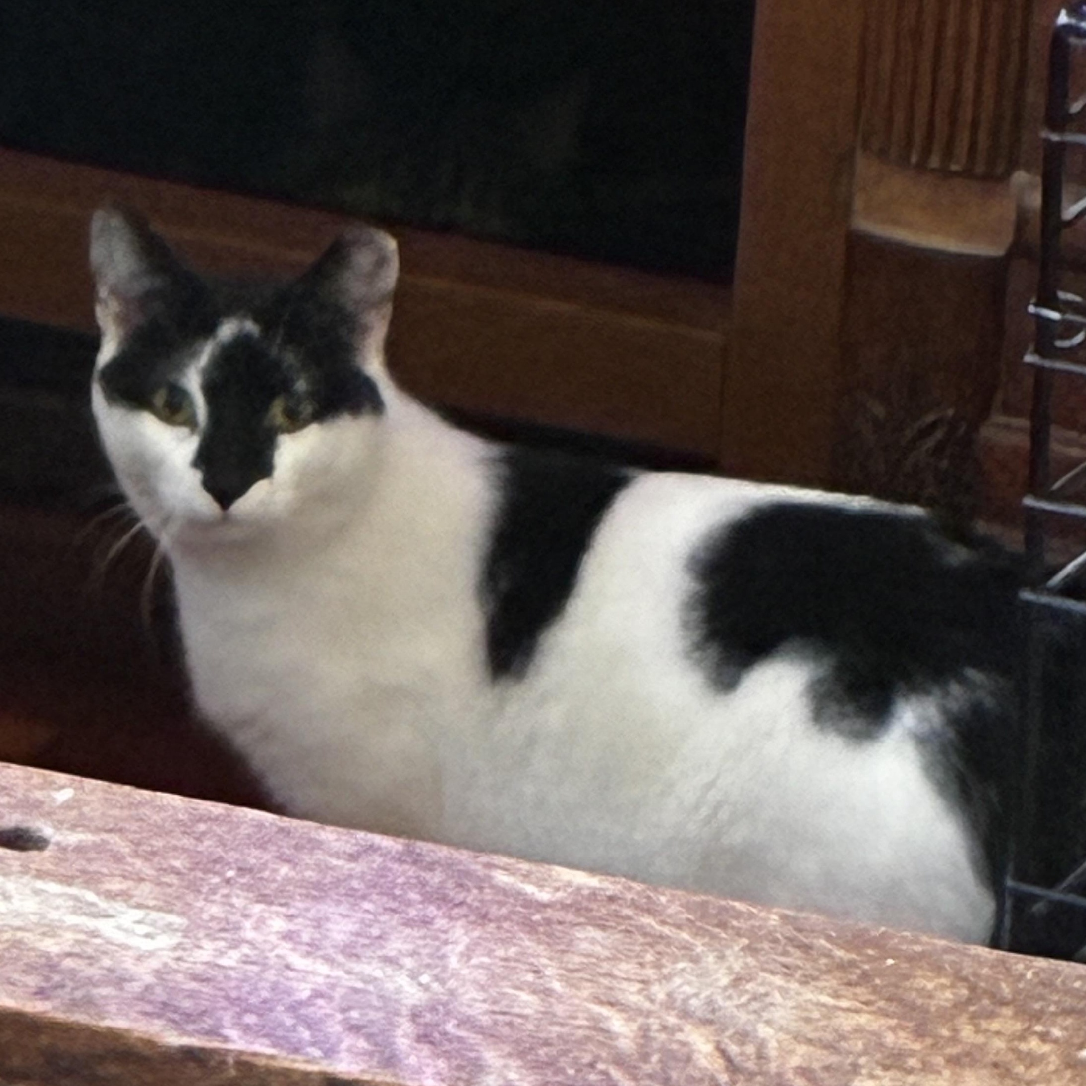 Oreo, a Adoptable Domestic Medium Hair in Menasha, WI image 3/4