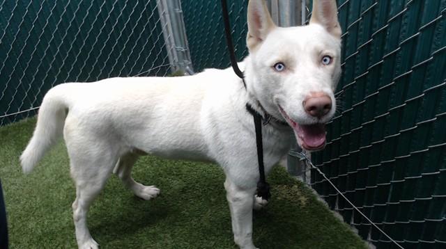 ASPEN, Adoptable, Young Male Siberian Husky.