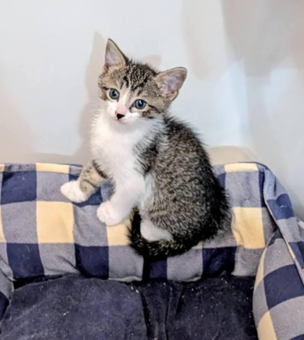 Travis and Taylor, a Adoptable Tabby in Fort Lauderdale, FL image 2/4