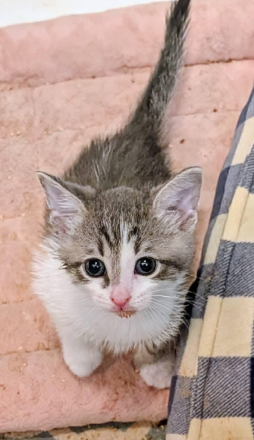 Travis and Taylor, a Adoptable Tabby in Fort Lauderdale, FL image 4/4