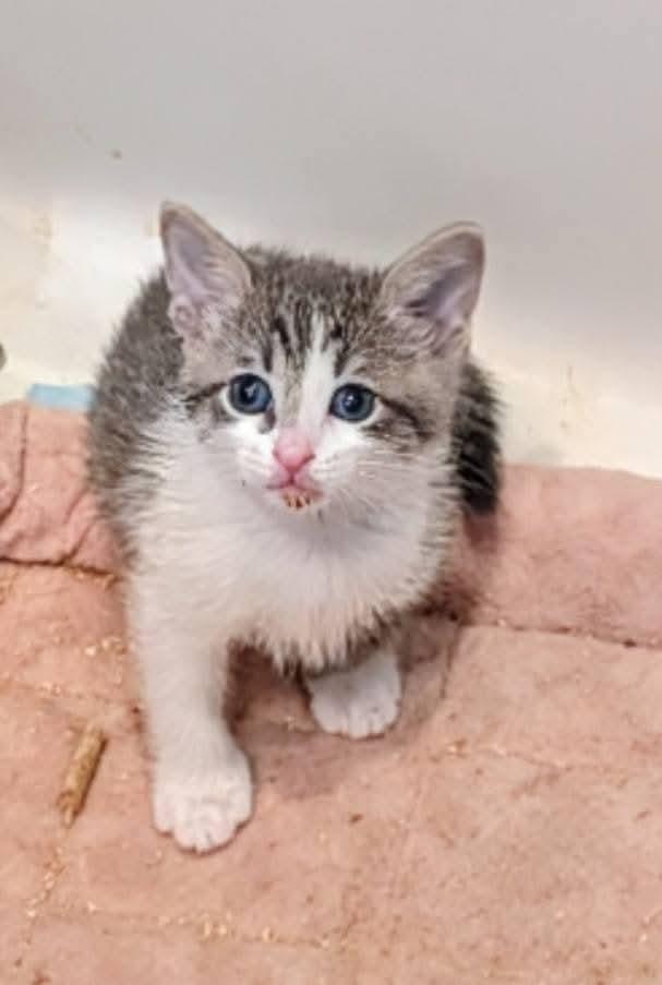 Travis and Taylor, a Adoptable Tabby in Fort Lauderdale, FL image 3/4