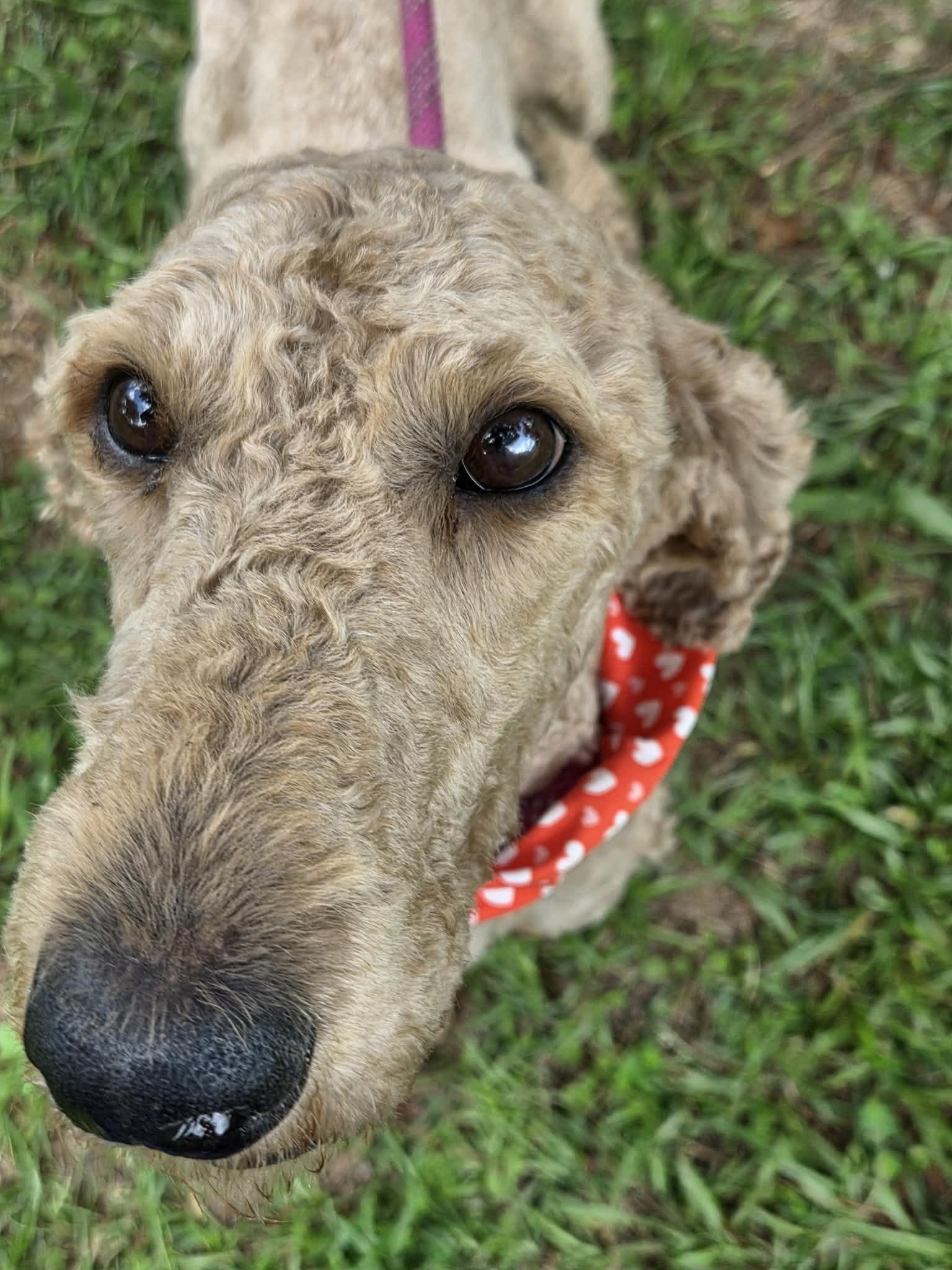Remi, a ADOPTABLE Goldendoodle in Tylertown, MS image 2/2