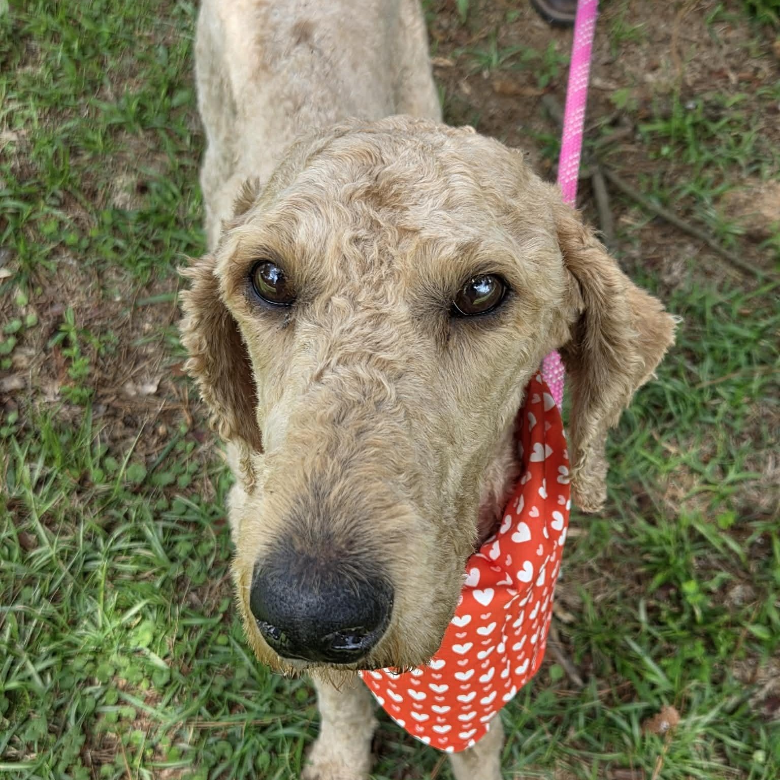 Remi, ADOPTABLE, Adult Female Goldendoodle.