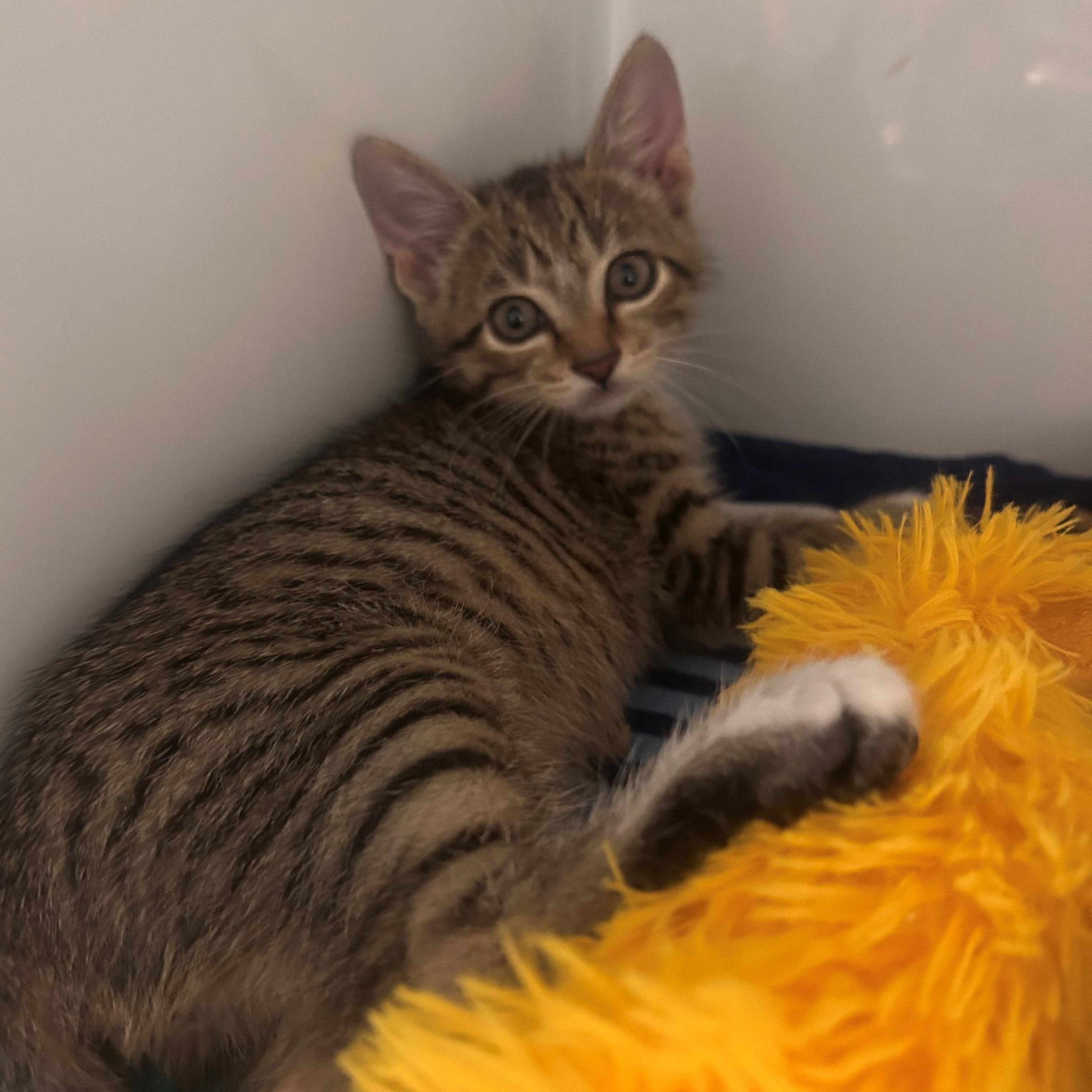 Enlarge Milo, an adopted Domestic Short Hair in Margate, FL image 1/1