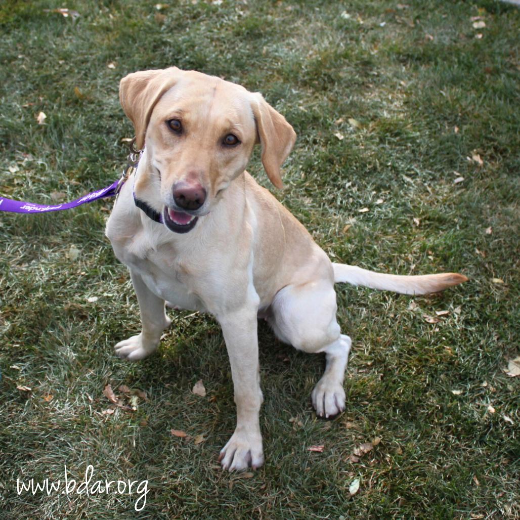Kuma, Adoptable, Adult Female Yellow Labrador Retriever.