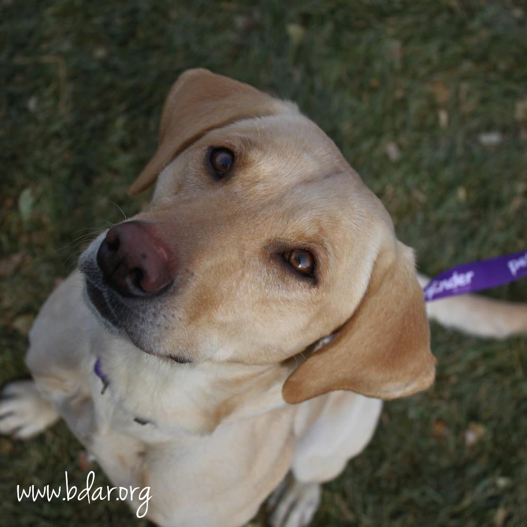 Enlarge Kuma, a Adoptable Yellow Labrador Retriever in Cheyenne, WY image 2/3