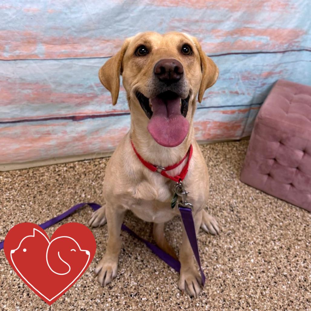 Enlarge Kuma, a Adoptable Yellow Labrador Retriever in Cheyenne, WY image 3/3