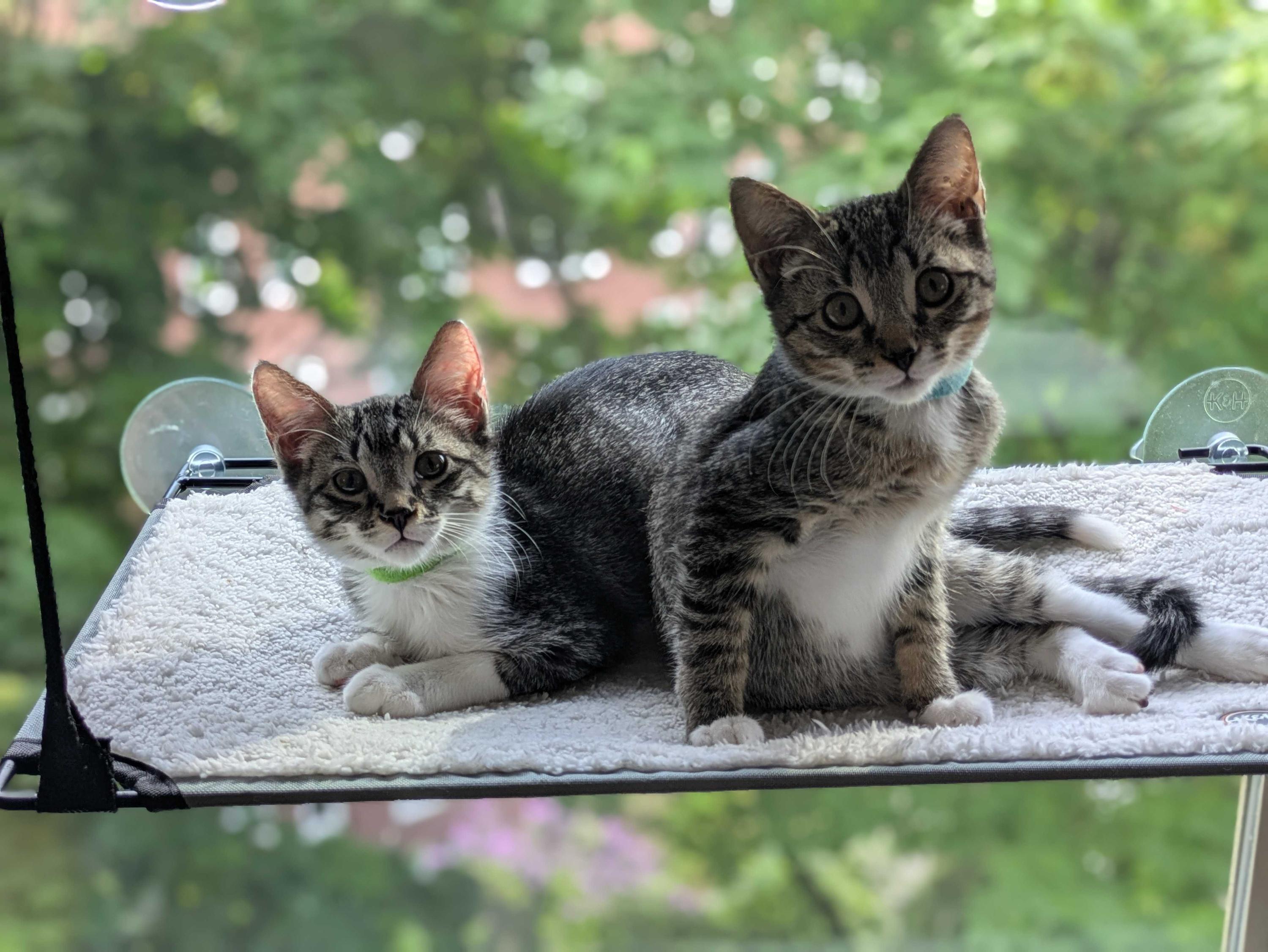 Sakuranbo and Cereza, ADOPTABLE, Kitten Male Domestic Short Hair.
