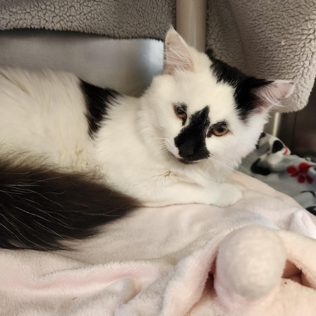Mango, Adoptable, Adult Male Domestic Short Hair.