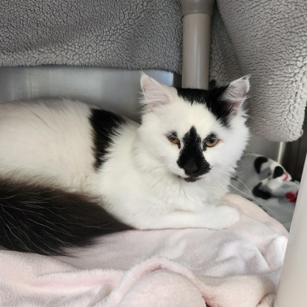 Mango, a Adoptable Domestic Short Hair in Brockton, MA image 2/2