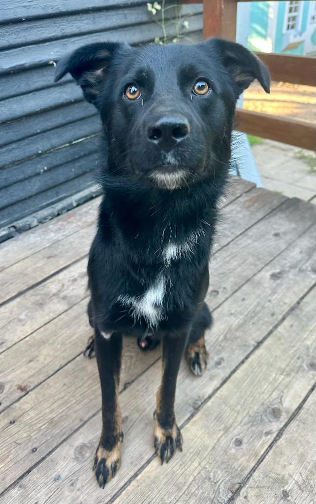 Blue, a Adoptable Australian Shepherd in White Settlement, TX image 2/5