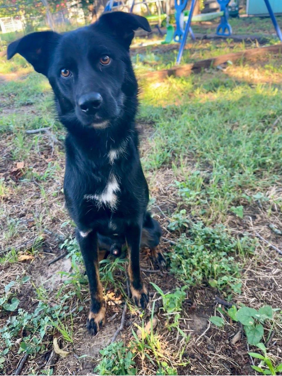 Blue, a Adoptable Australian Shepherd in White Settlement, TX image 3/5