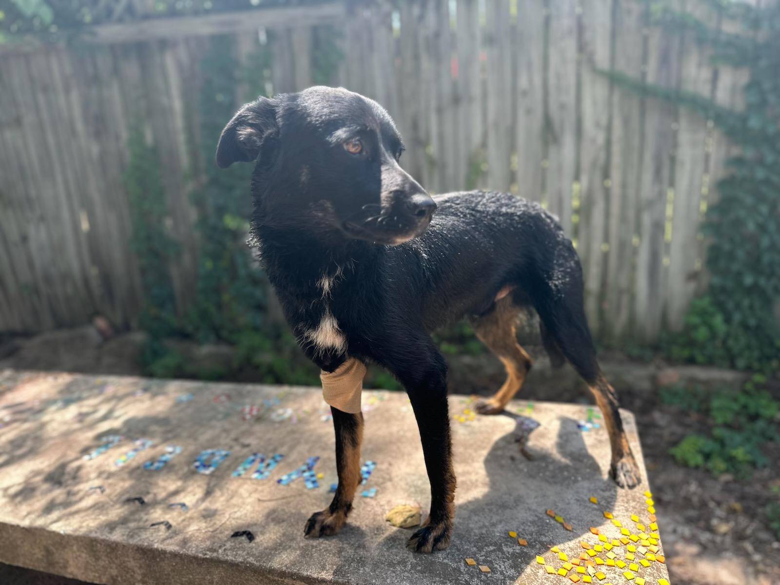 Blue, a Adoptable Australian Shepherd in White Settlement, TX image 4/5