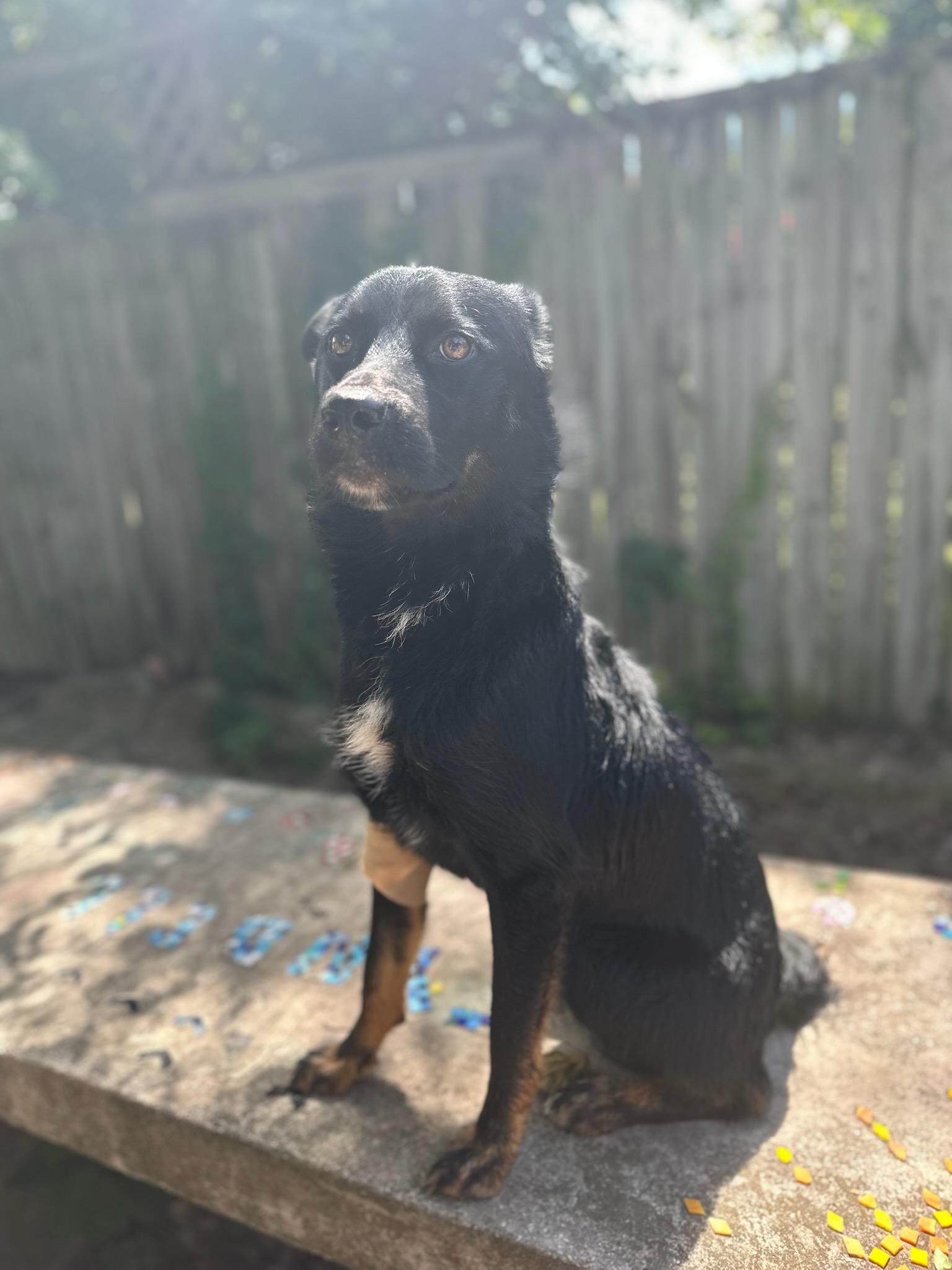 Blue, a Adoptable Australian Shepherd in White Settlement, TX image 5/5