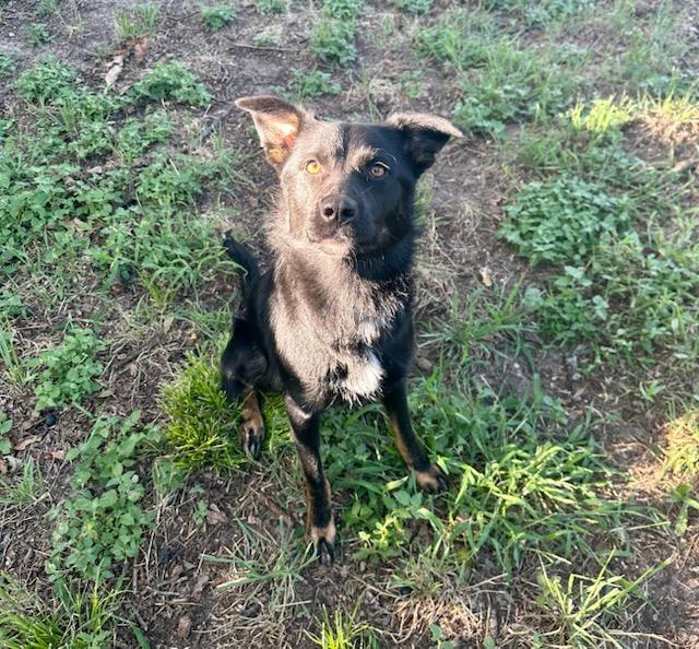 Blue, a Adoptable Australian Shepherd in White Settlement, TX image 1/5