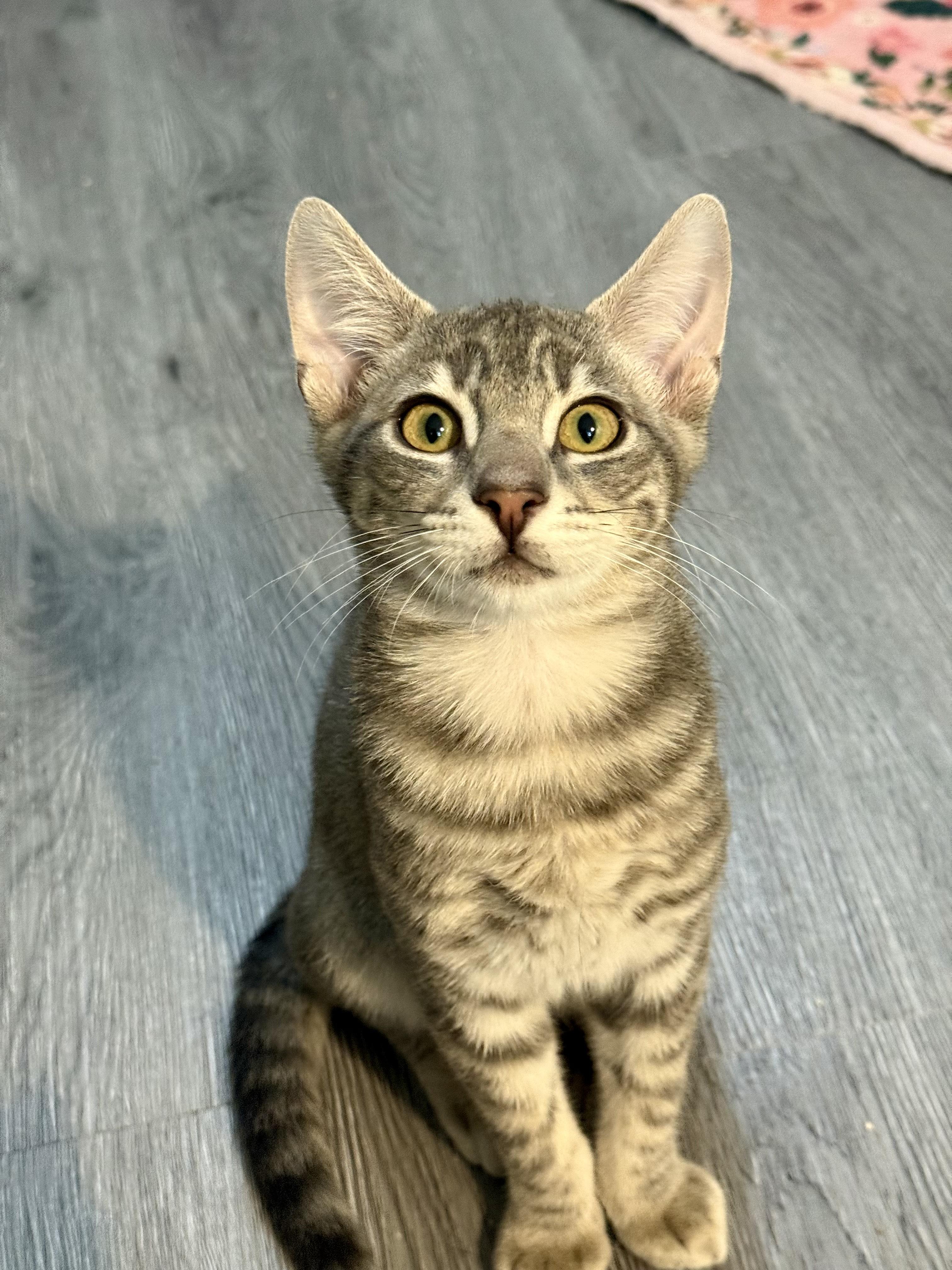 Piri, a Adoptable Domestic Short Hair in Vallejo, CA image 2/3