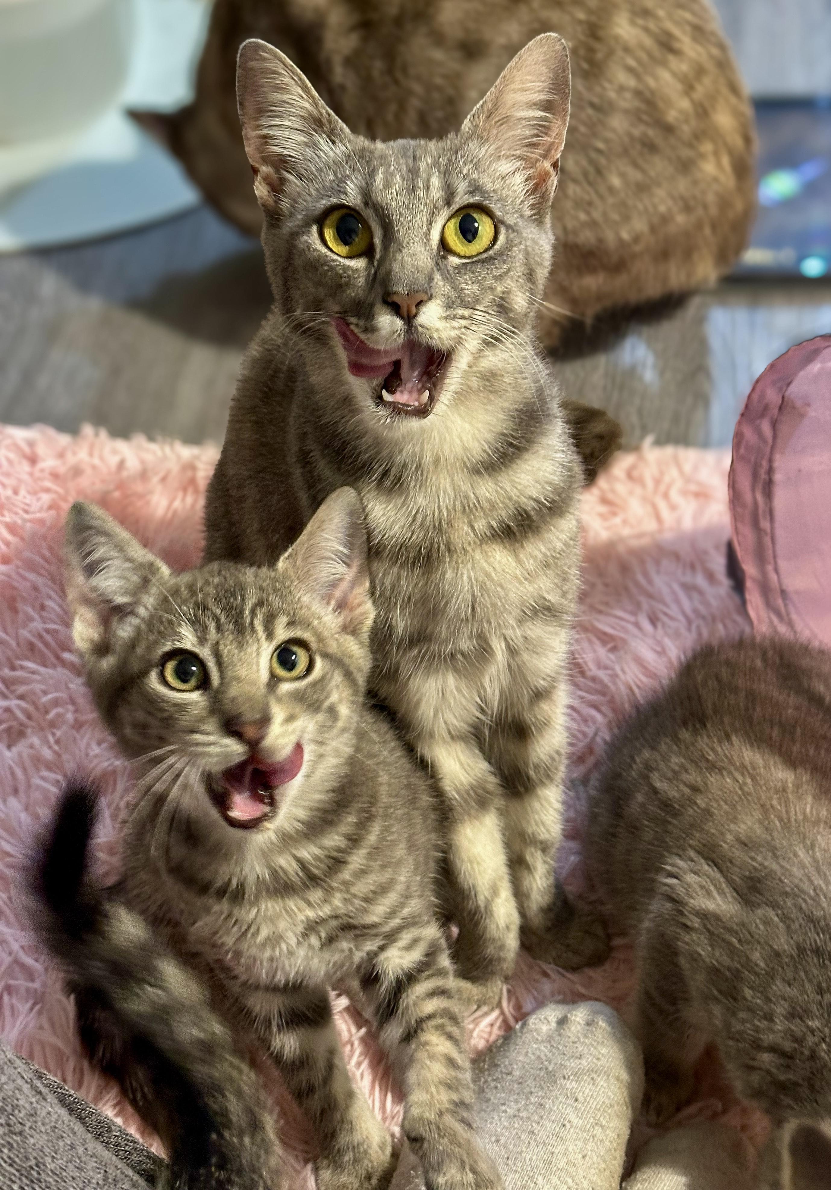 Piri, a Adoptable Domestic Short Hair in Vallejo, CA image 3/3