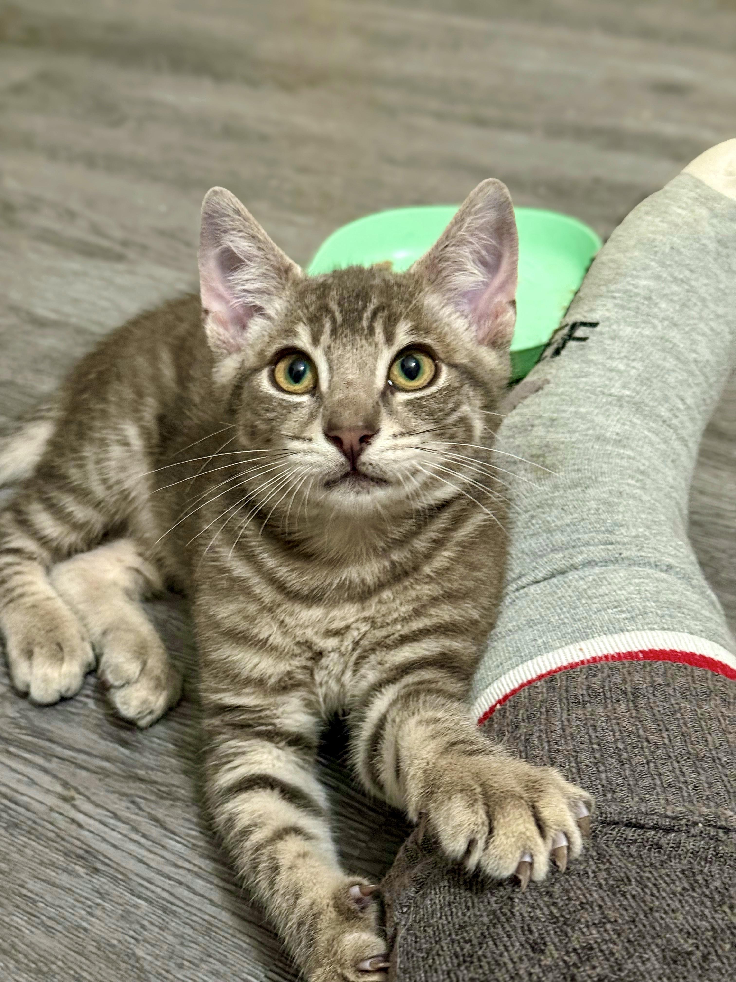 Piri, Adoptable, Kitten Male Domestic Short Hair.