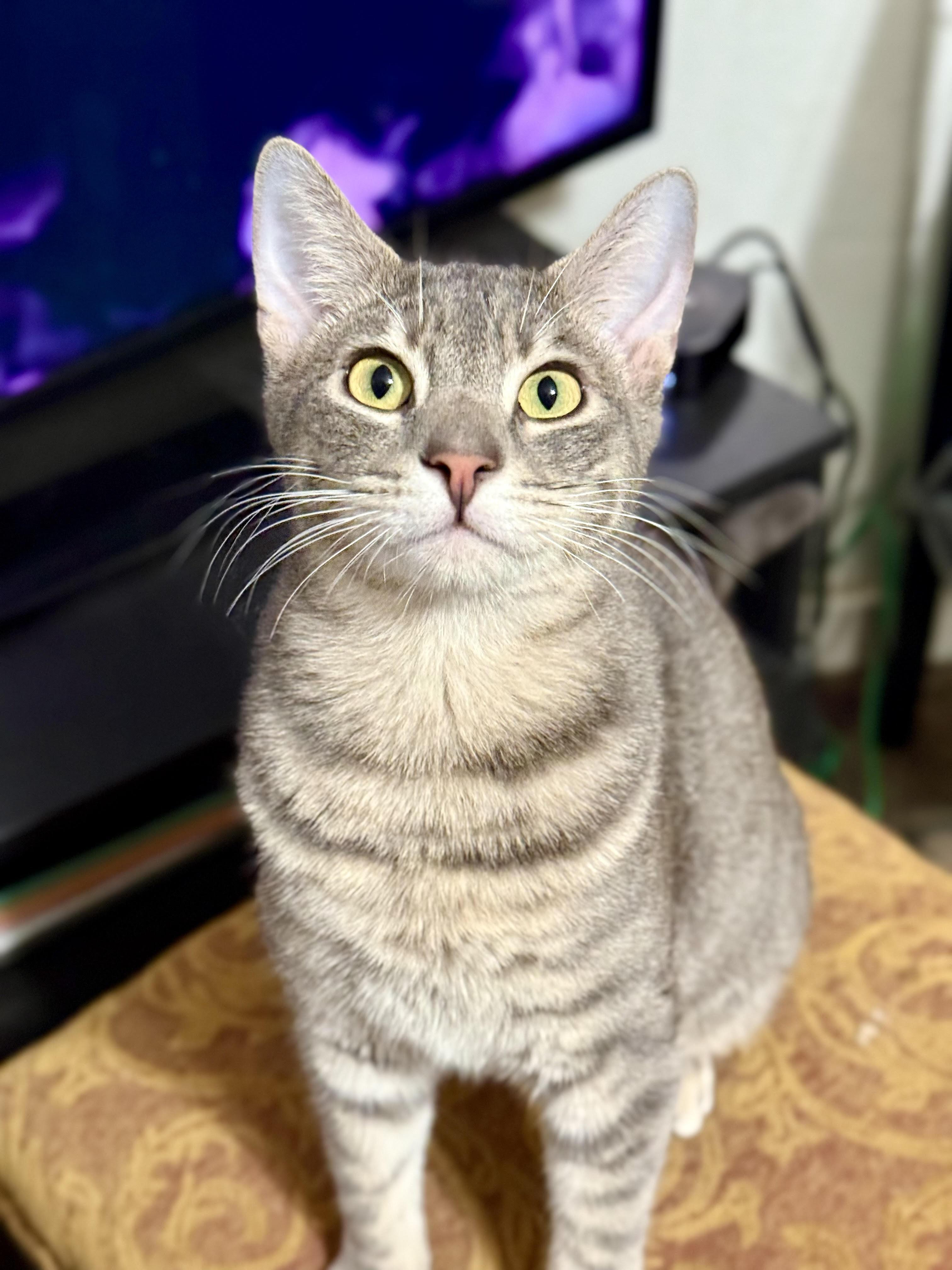 Piri, Adoptable, Young Male Domestic Short Hair.