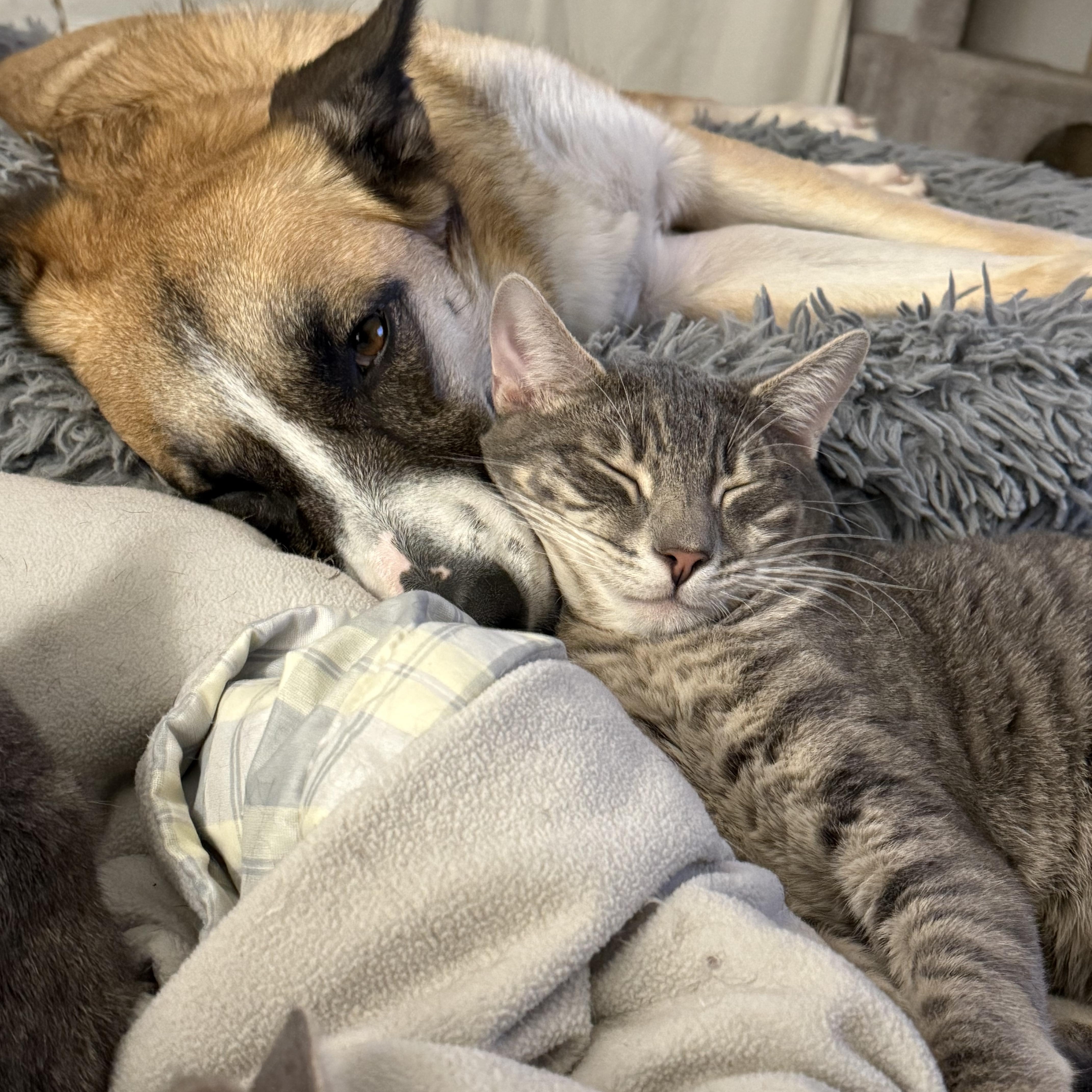 Enlarge Piri, a Adoptable Domestic Short Hair in Vallejo, CA image 5/6