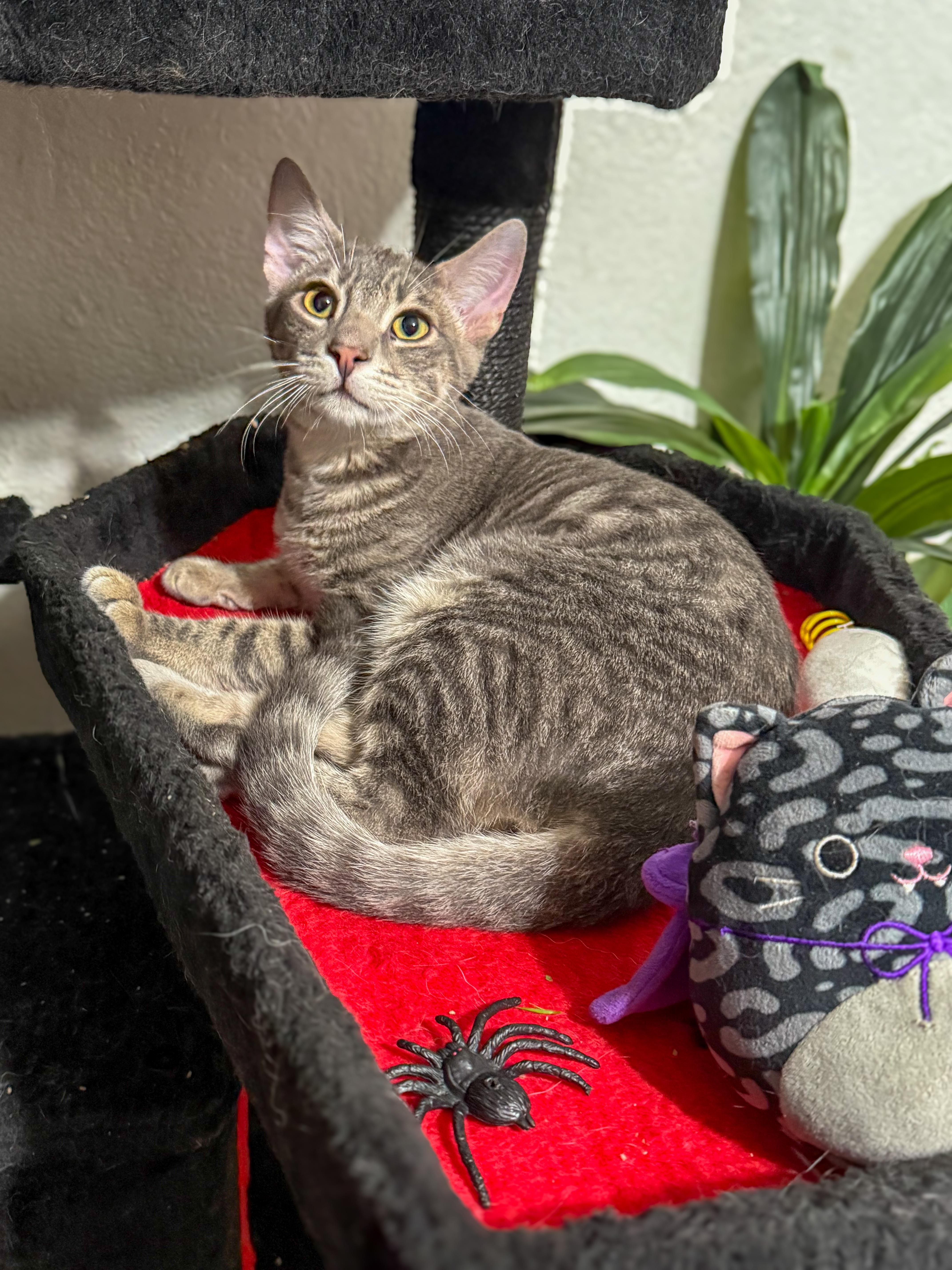 Enlarge Piri, a Adoptable Domestic Short Hair in Vallejo, CA image 6/6
