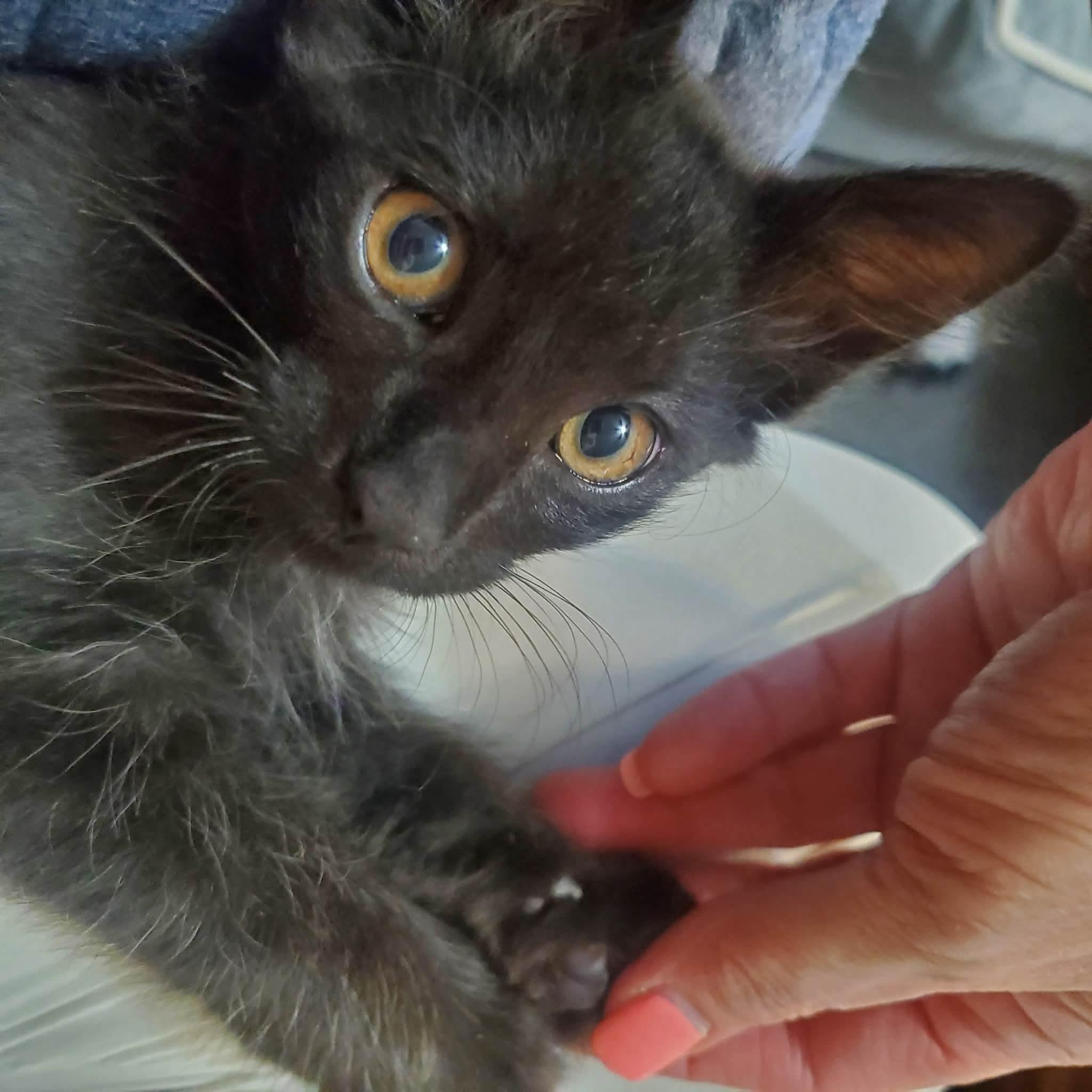 Enlarge Hazel, a ADOPTABLE Domestic Short Hair in Clovis, CA image 2/3