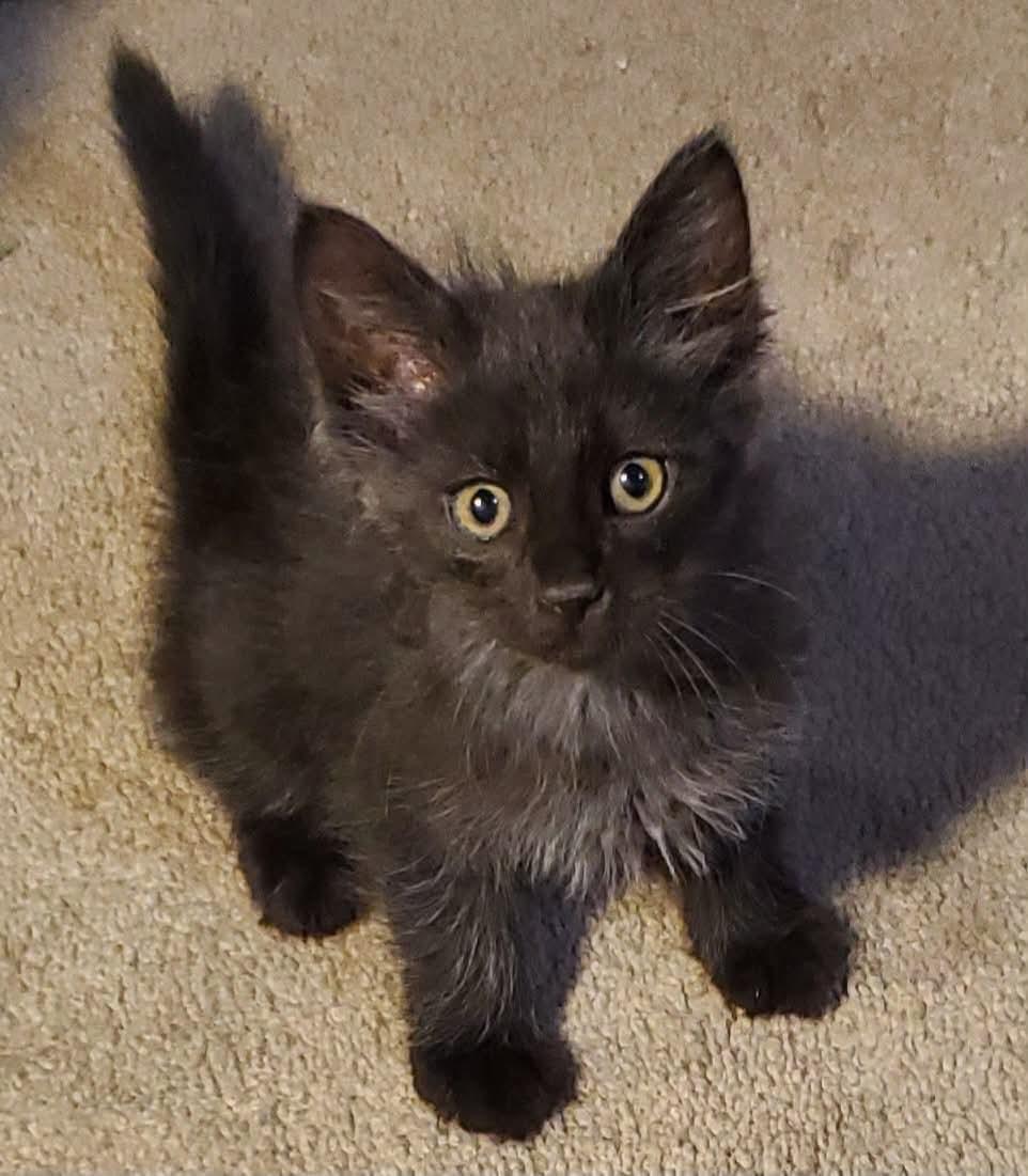 Enlarge Hazel, a ADOPTABLE Domestic Short Hair in Clovis, CA image 1/3