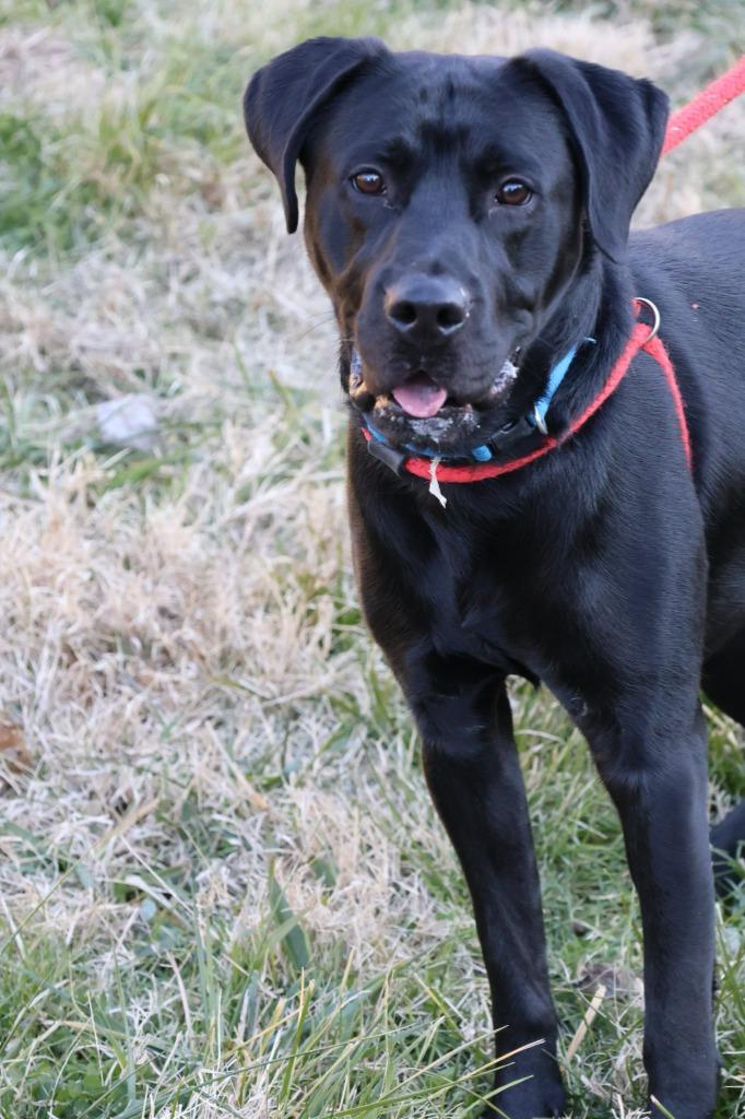 Enlarge Kade, a Adoptable mixed breed in Columbia, TN image 1/1