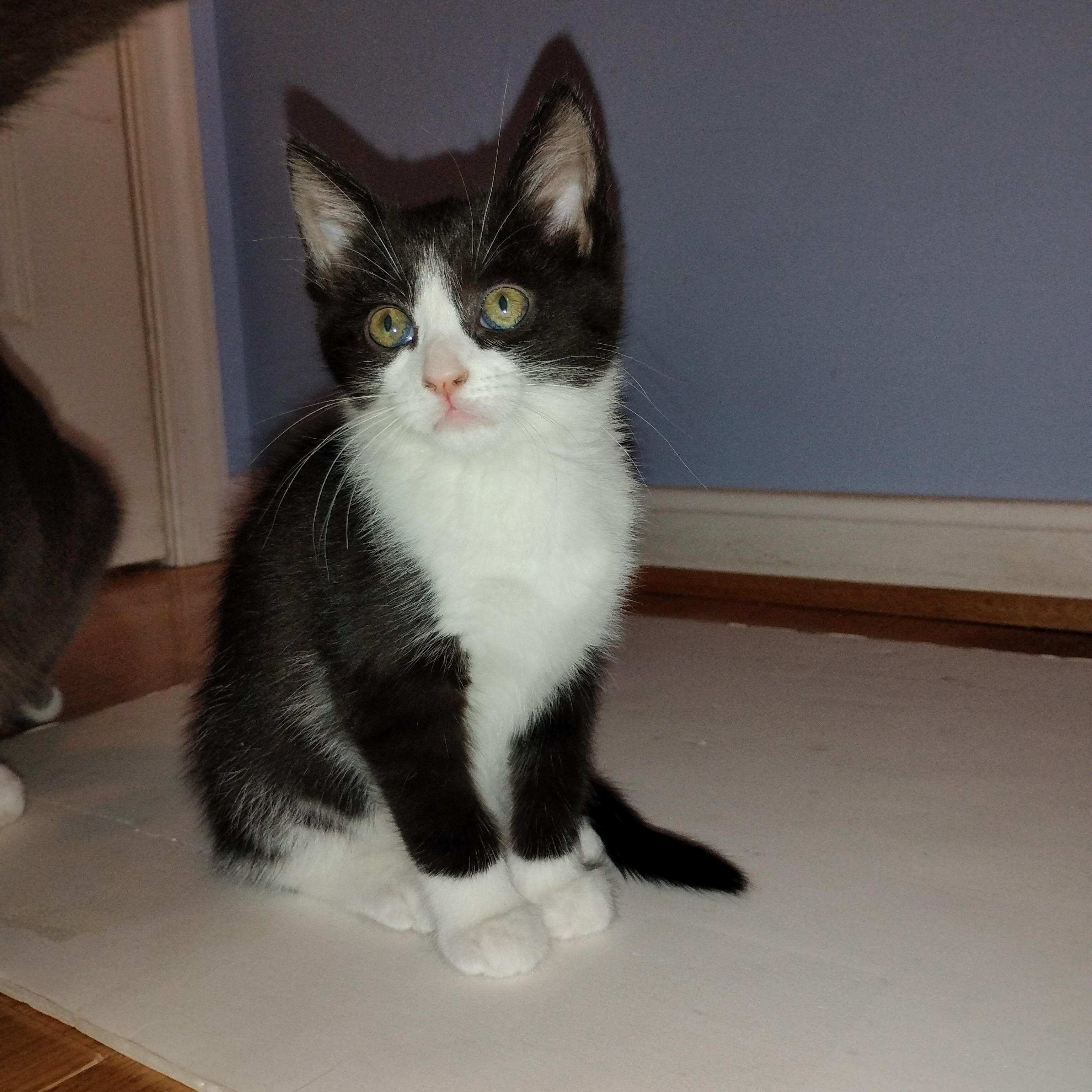 Regina, an adopted Domestic Short Hair in Beltsville, MD image 1/6