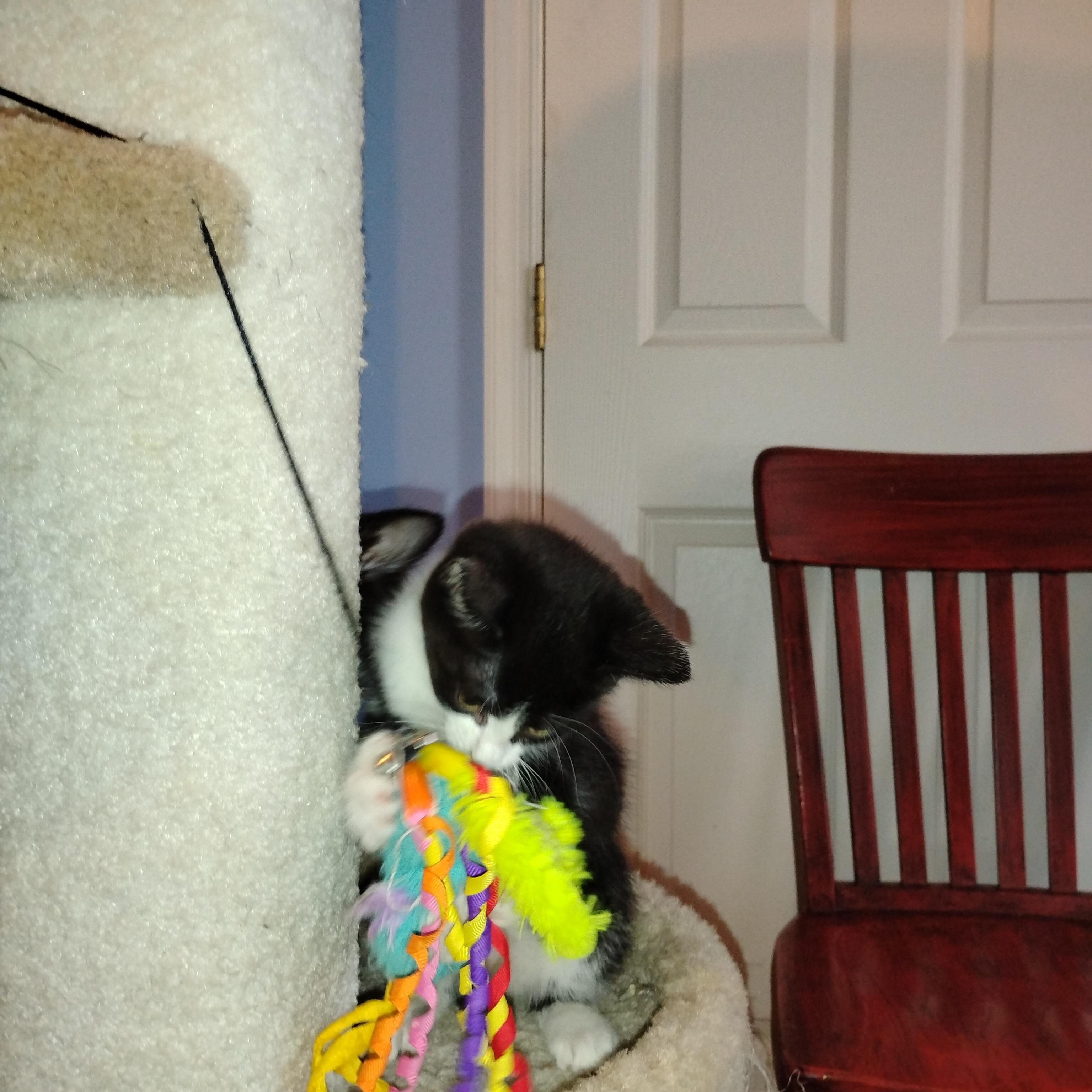 Regina, an adopted Domestic Short Hair in Beltsville, MD image 5/6