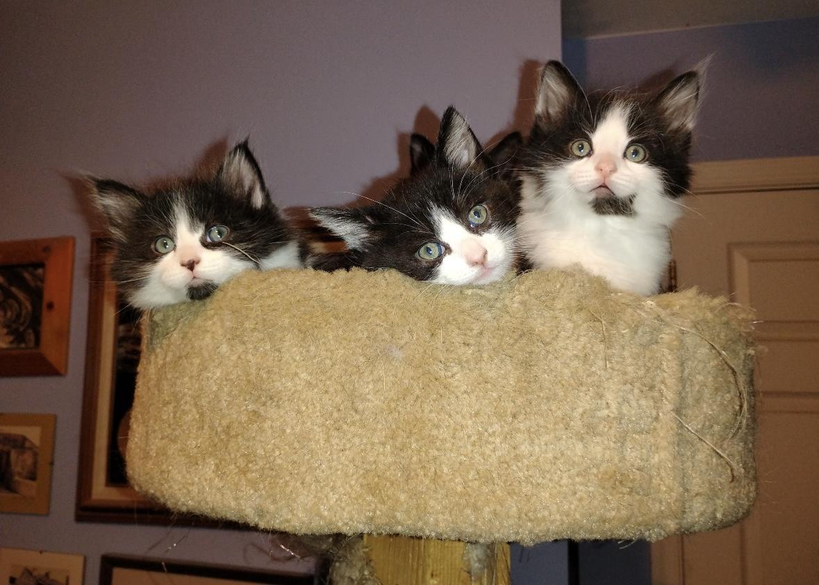 Regina, an adopted Domestic Short Hair in Beltsville, MD image 6/6