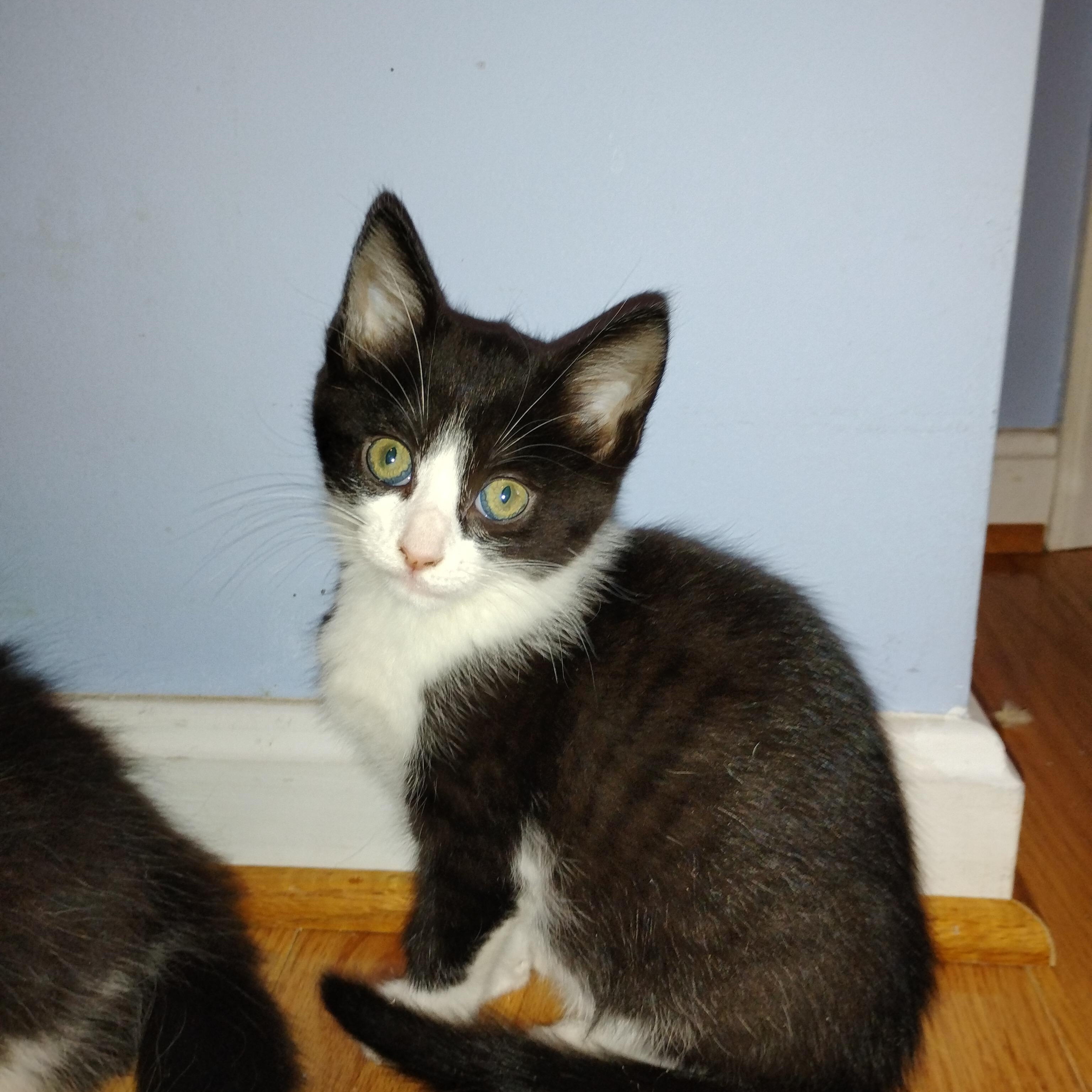 Regina, an adopted Domestic Short Hair in Beltsville, MD image 2/6