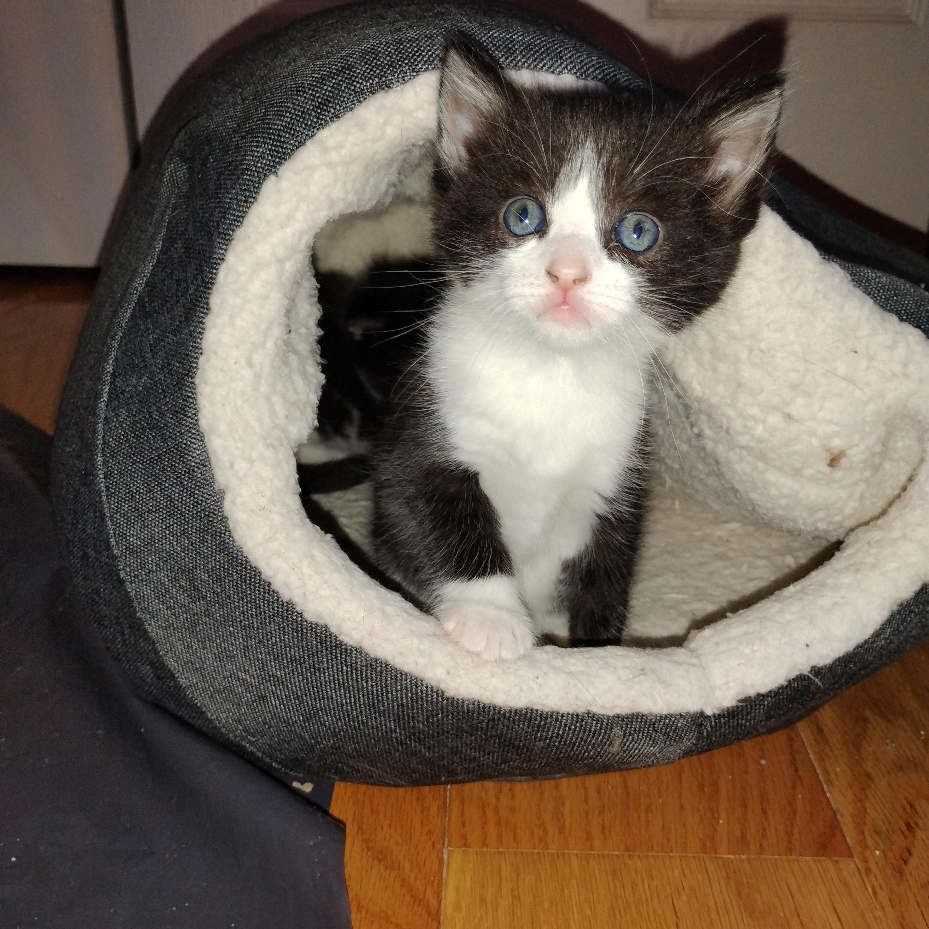 Regina, an adopted Domestic Short Hair in Beltsville, MD image 3/6