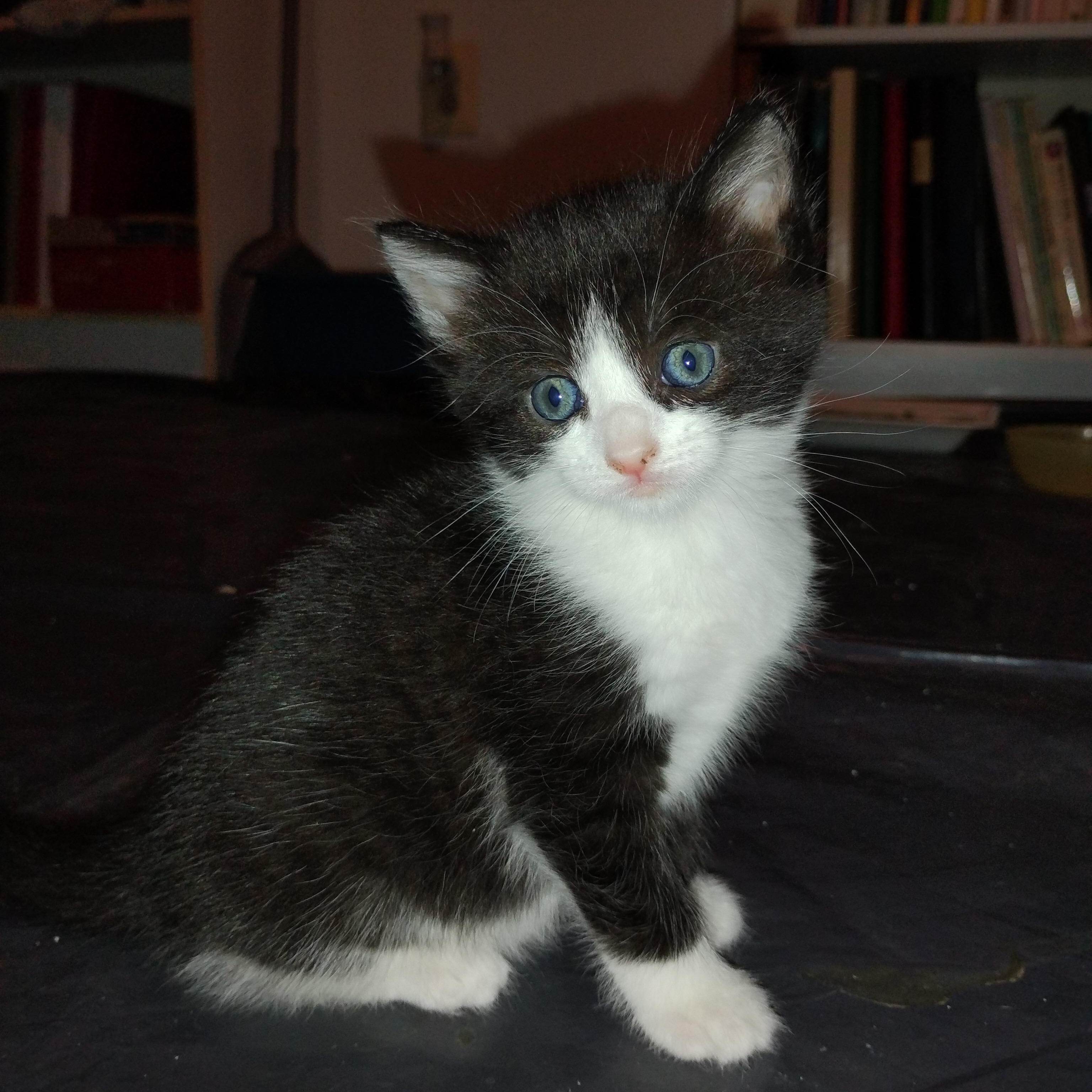 Regina, an adopted Domestic Short Hair in Beltsville, MD image 4/6