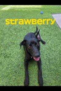 Strawberry, Adoptable, Young Female Chihuahua.
