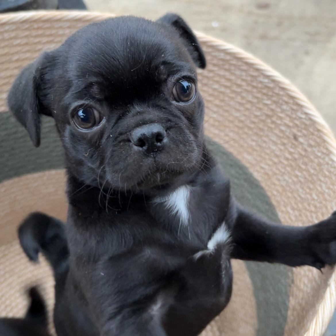 Enlarge Ziggy, an adopted mixed breed in Seal Beach, CA image 1/6