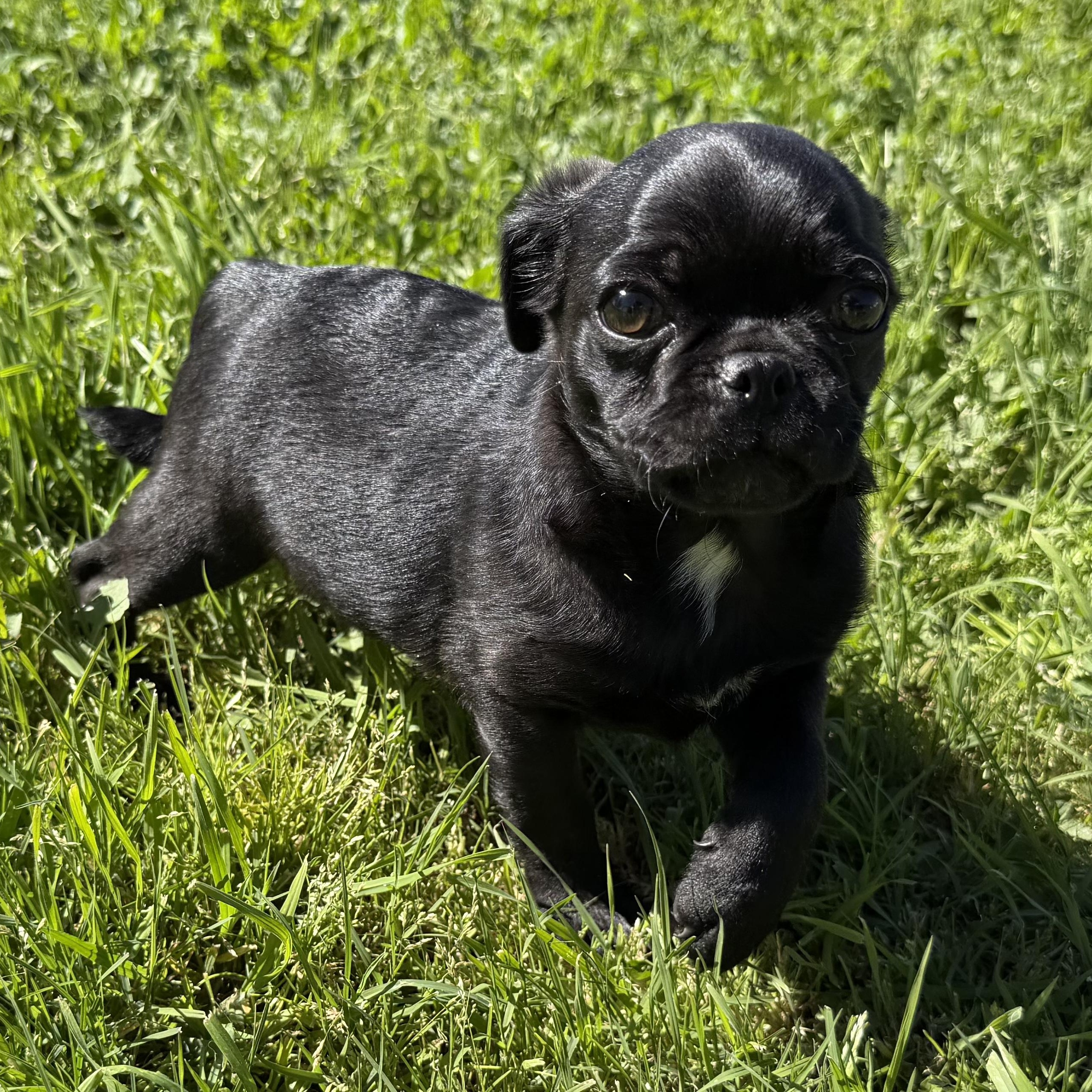 Enlarge Ziggy, an adopted mixed breed in Seal Beach, CA image 2/6