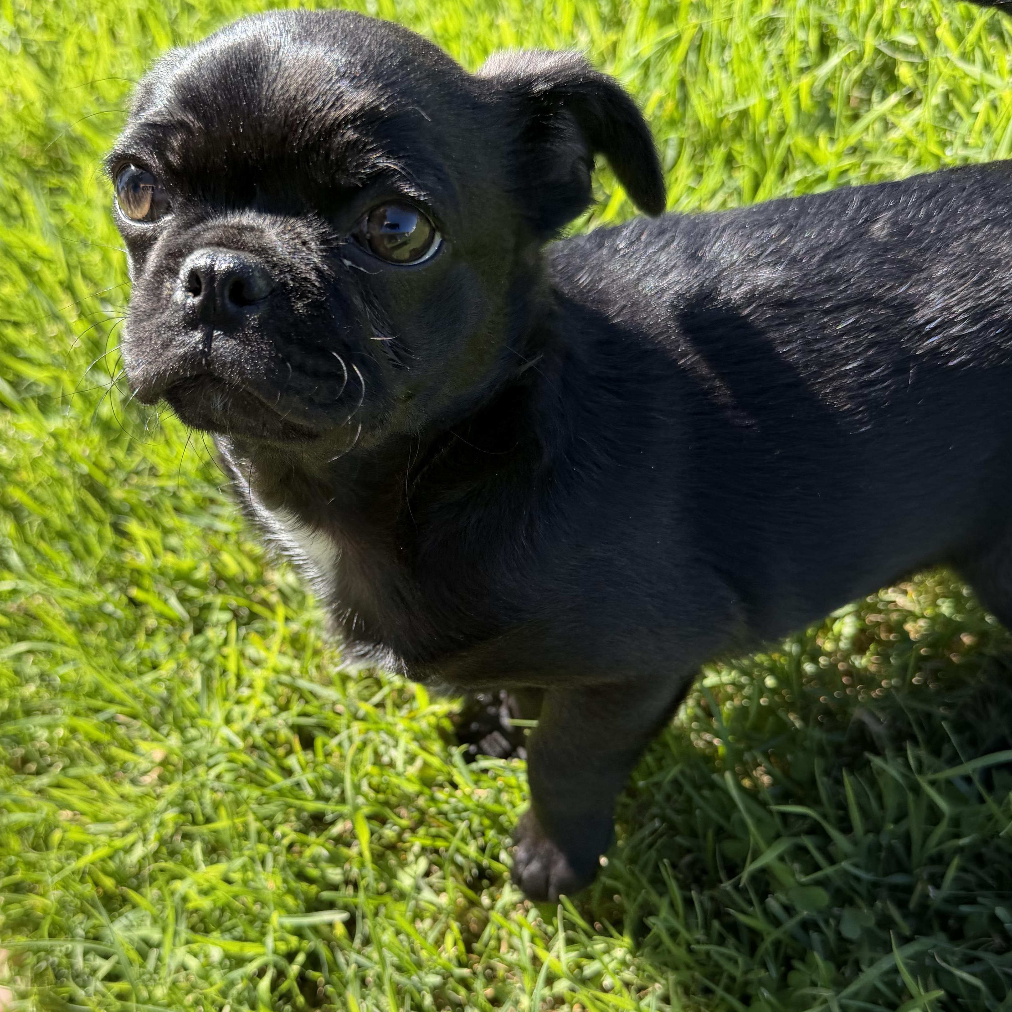 Enlarge Ziggy, an adopted mixed breed in Seal Beach, CA image 3/6