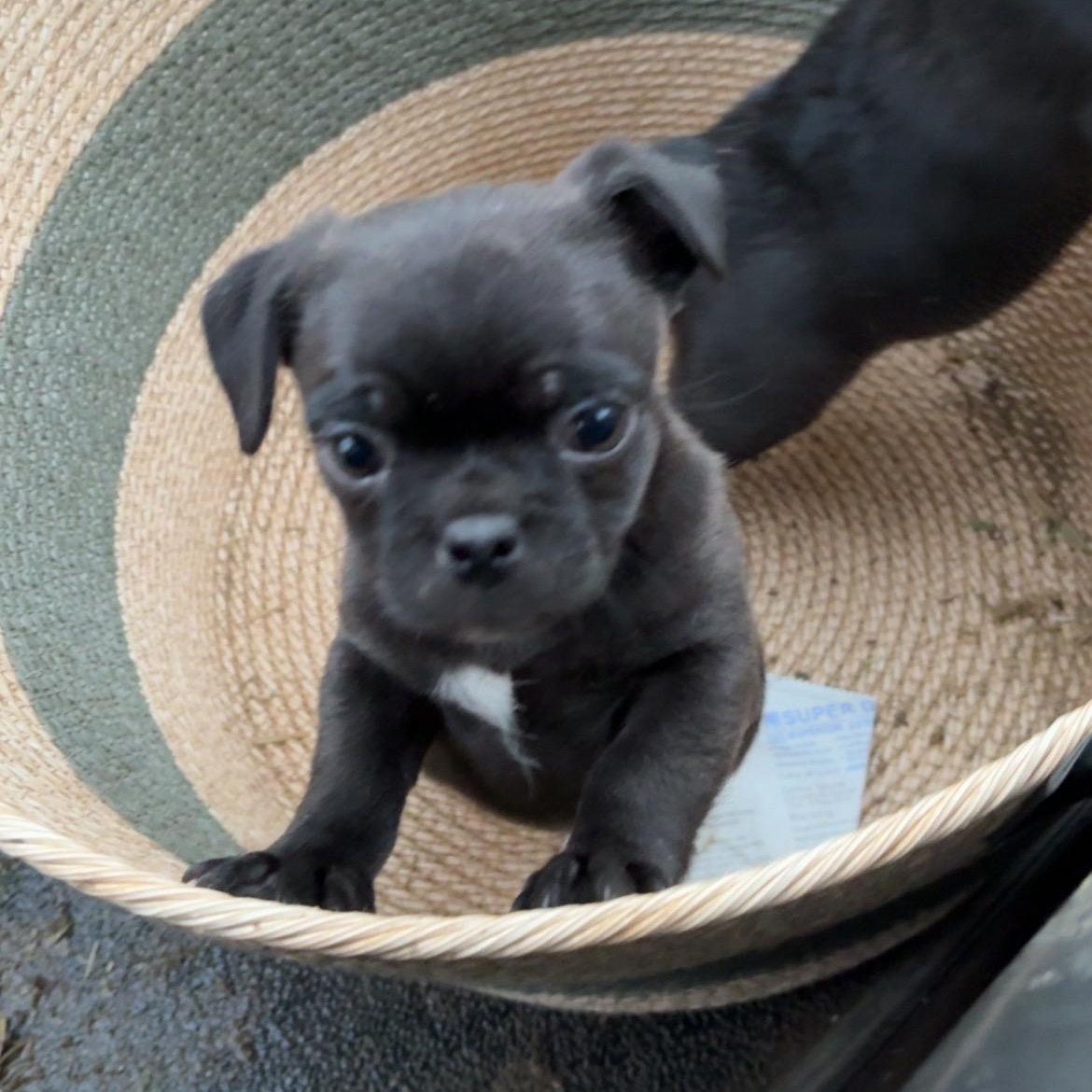 Enlarge Ziggy, an adopted mixed breed in Seal Beach, CA image 5/6