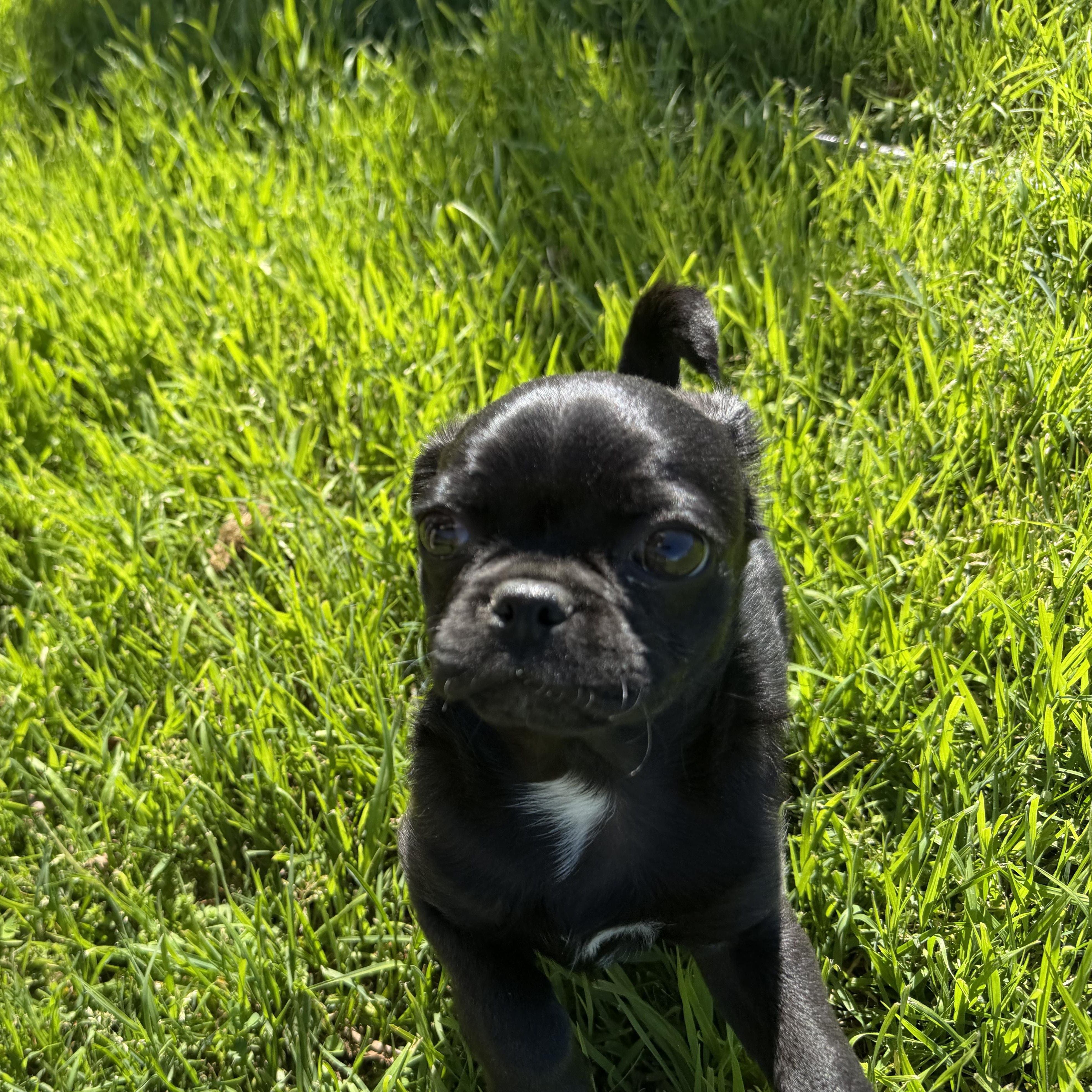 Enlarge Ziggy, an adopted mixed breed in Seal Beach, CA image 4/6