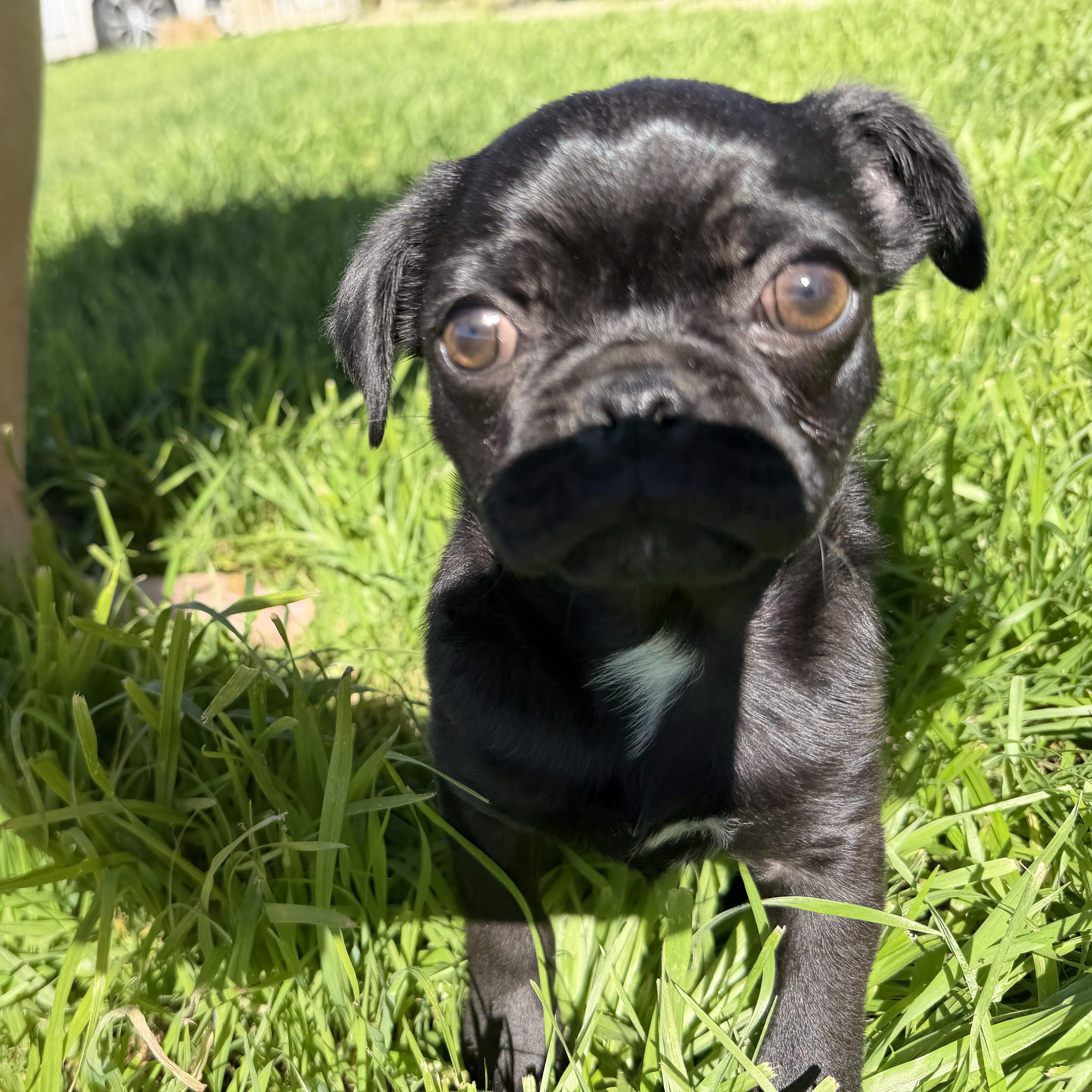 Enlarge Ziggy, an adopted mixed breed in Seal Beach, CA image 6/6
