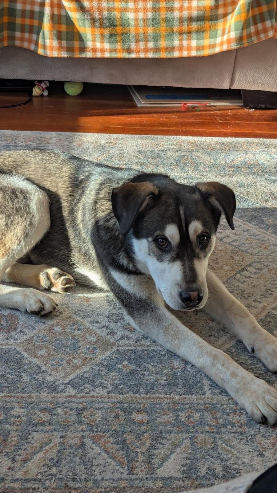 Clyde, a Adoptable mixed breed in Klamath Falls, OR image 1/2